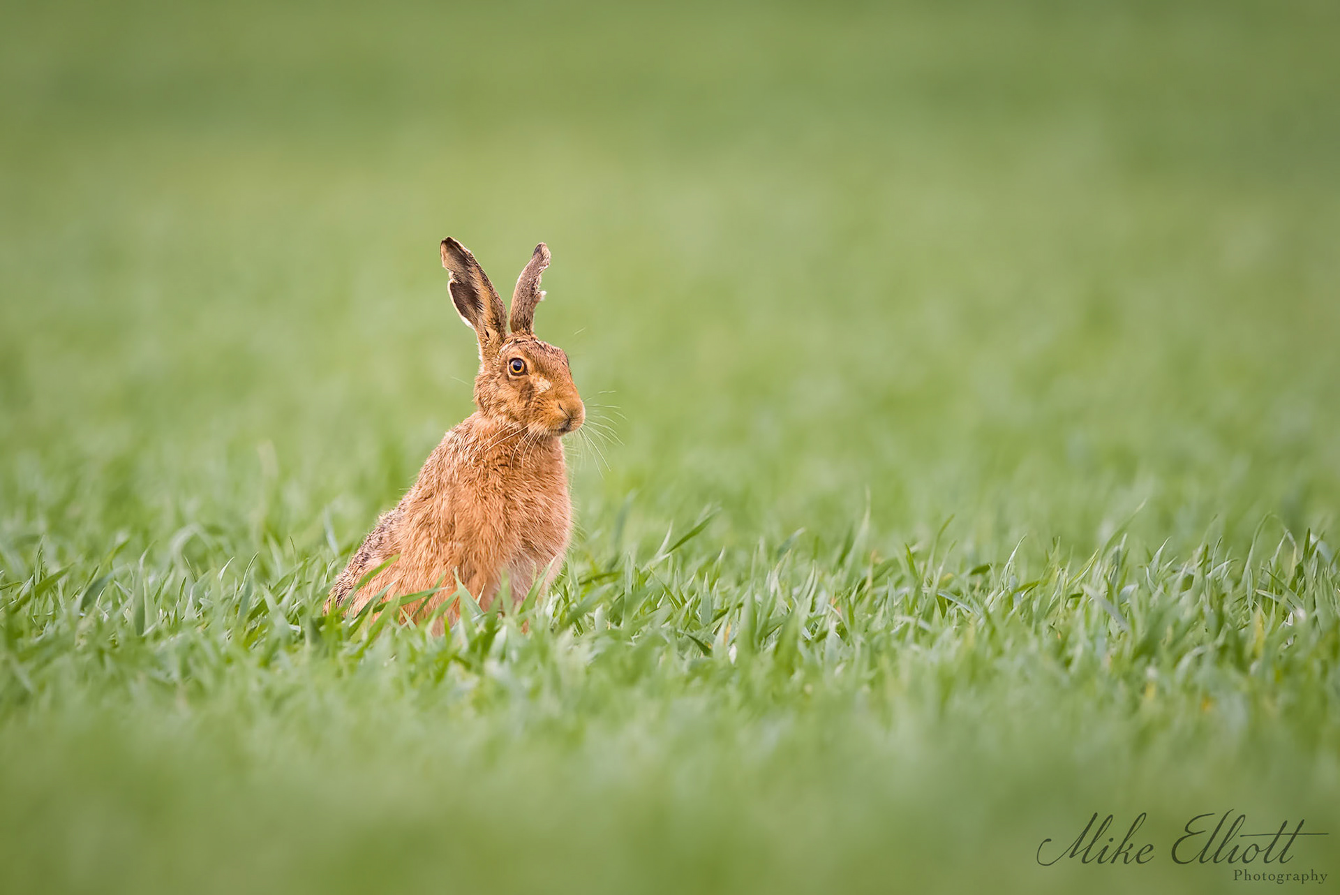 Disheveld hare