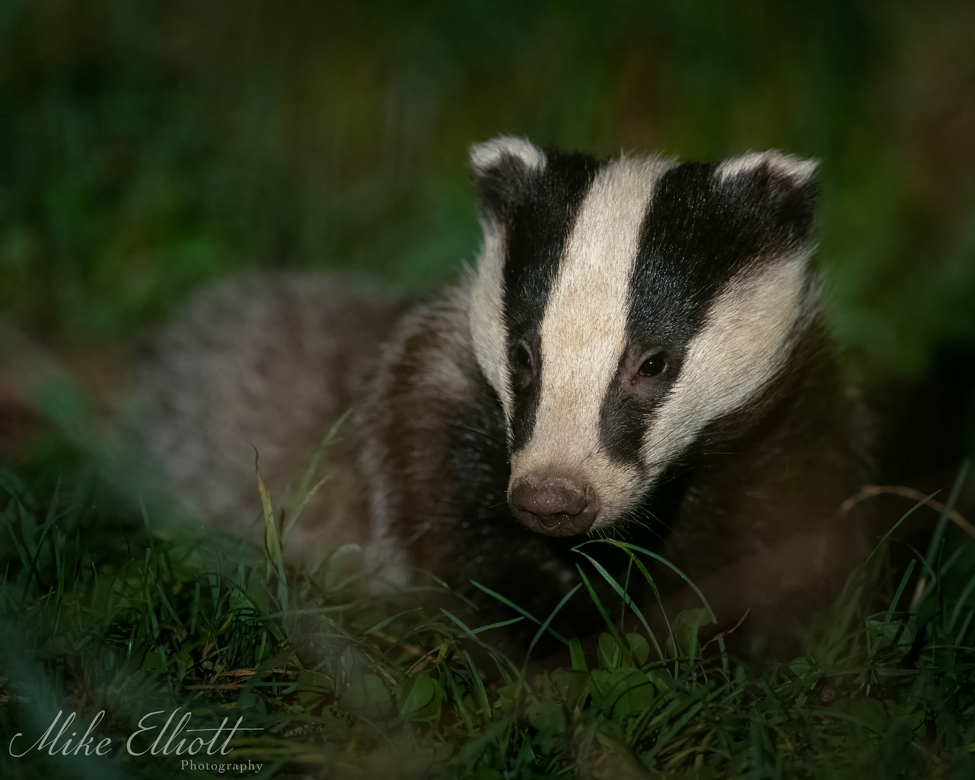 Badger portrait