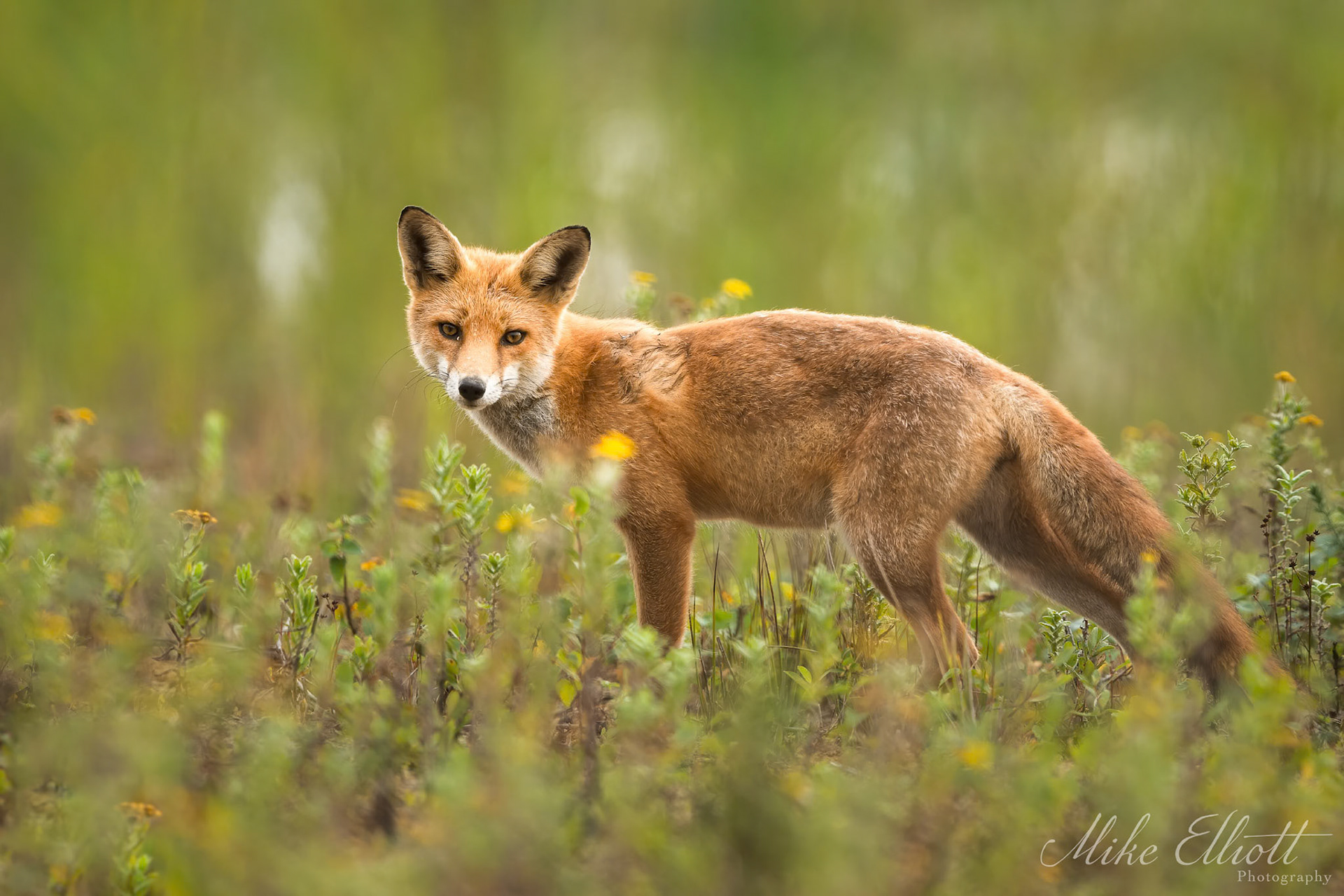 Fox portrait