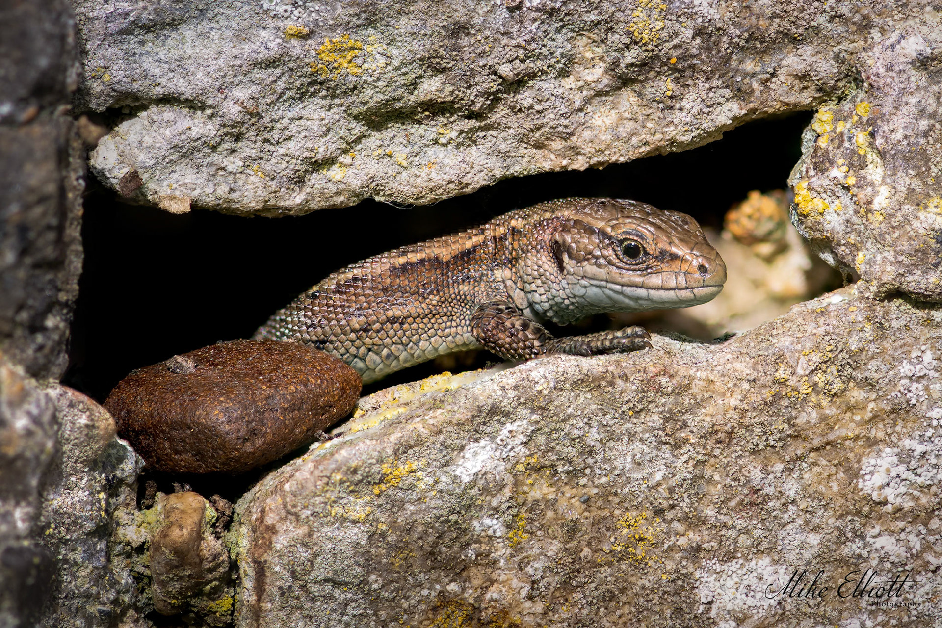 Common lizard in hole