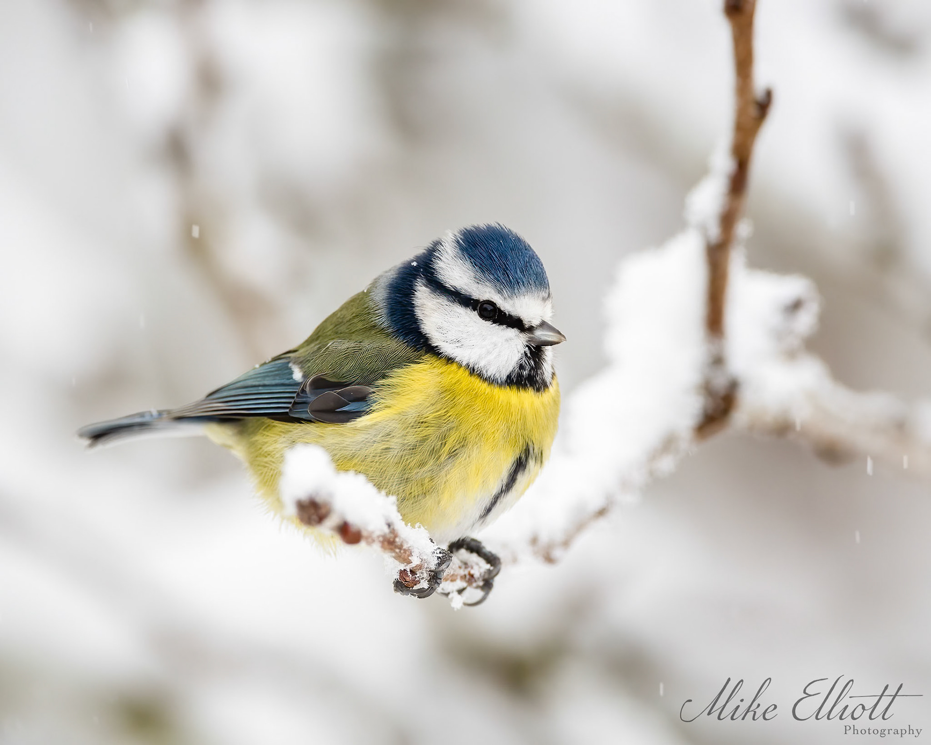 Bluetit in the snow