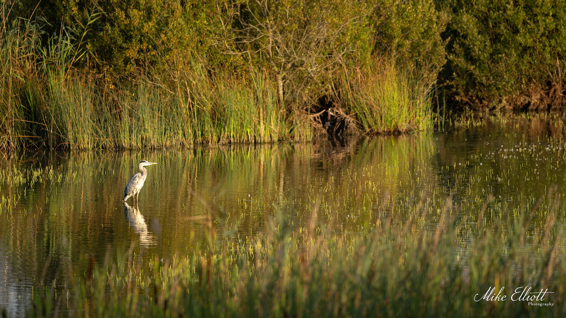 Heron in its habitat