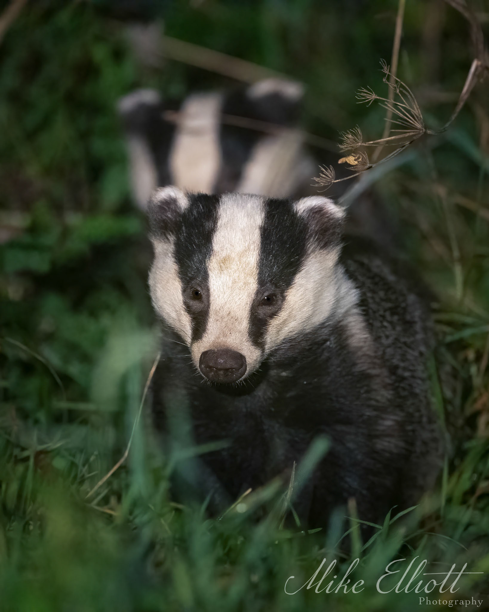 Pair of badgers