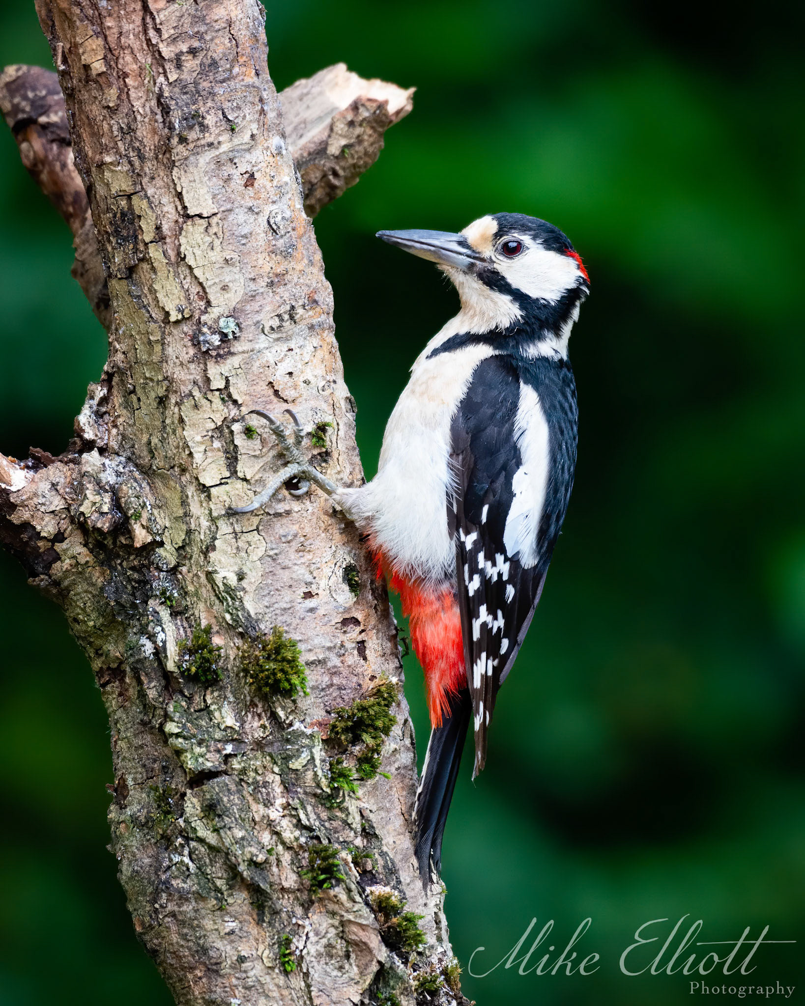 Greater spotted woodpecker
