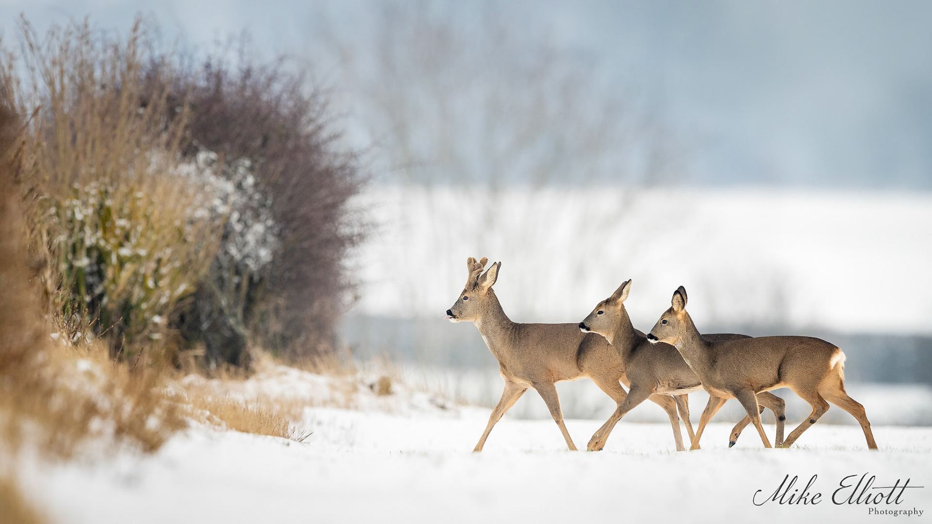 Roe deer in the snow