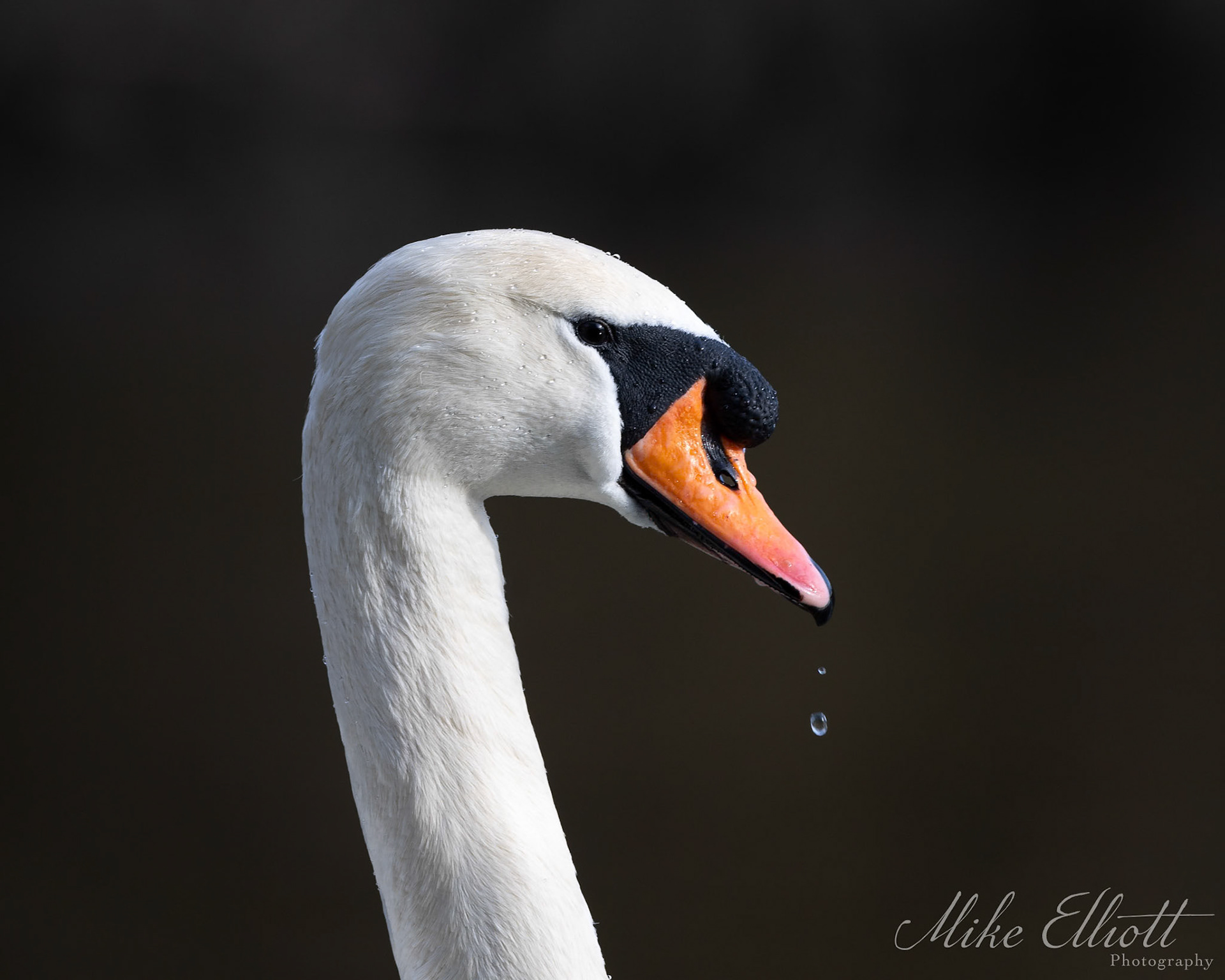 Swan drip