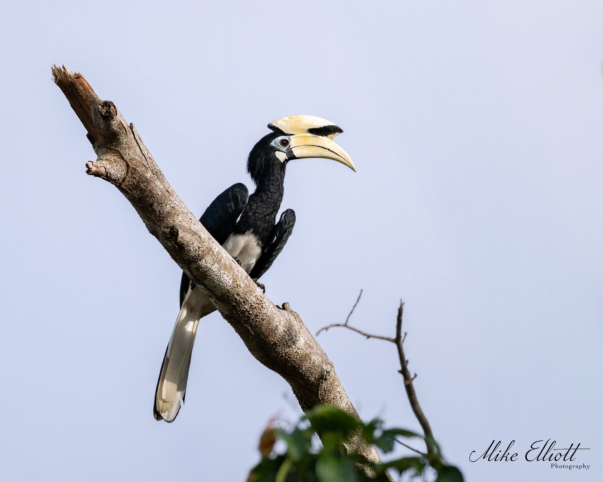 Oriental pied hornbill