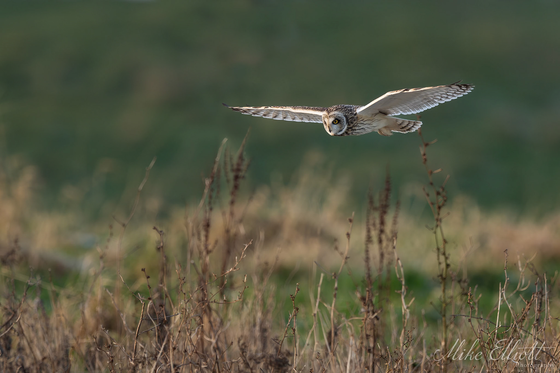 Short eared owl flyby