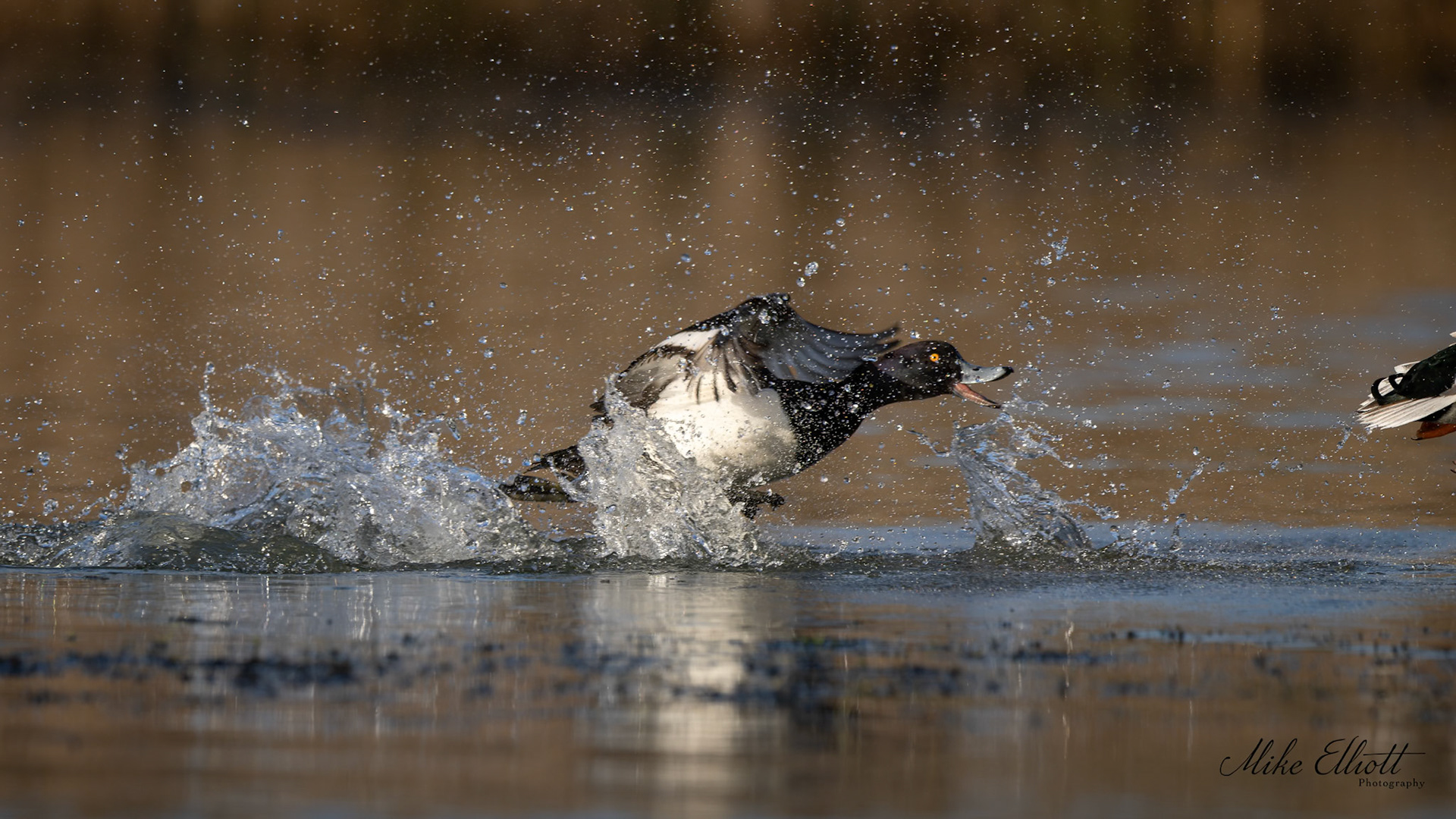 Tufted duck chase