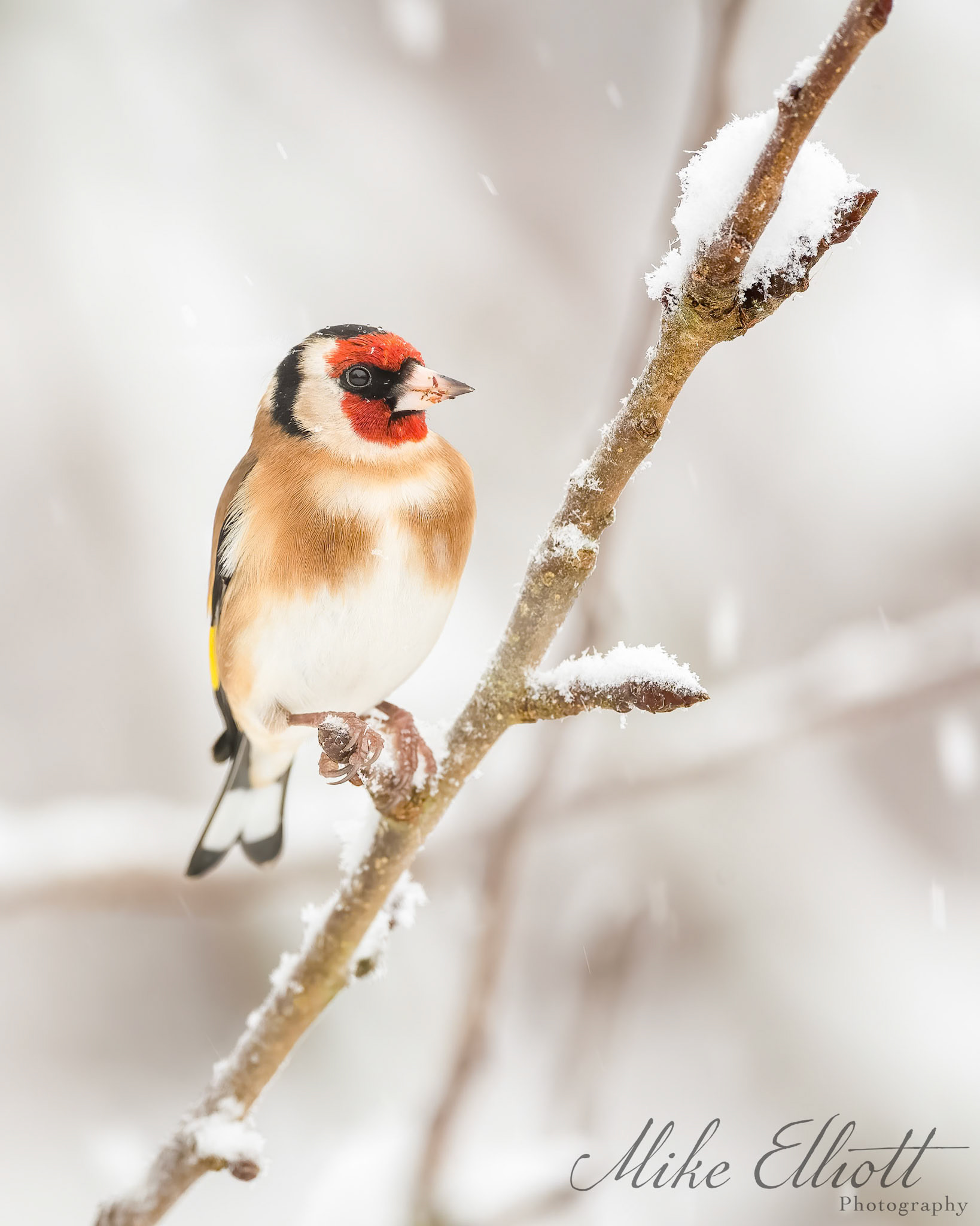 Goldfinch in the snow