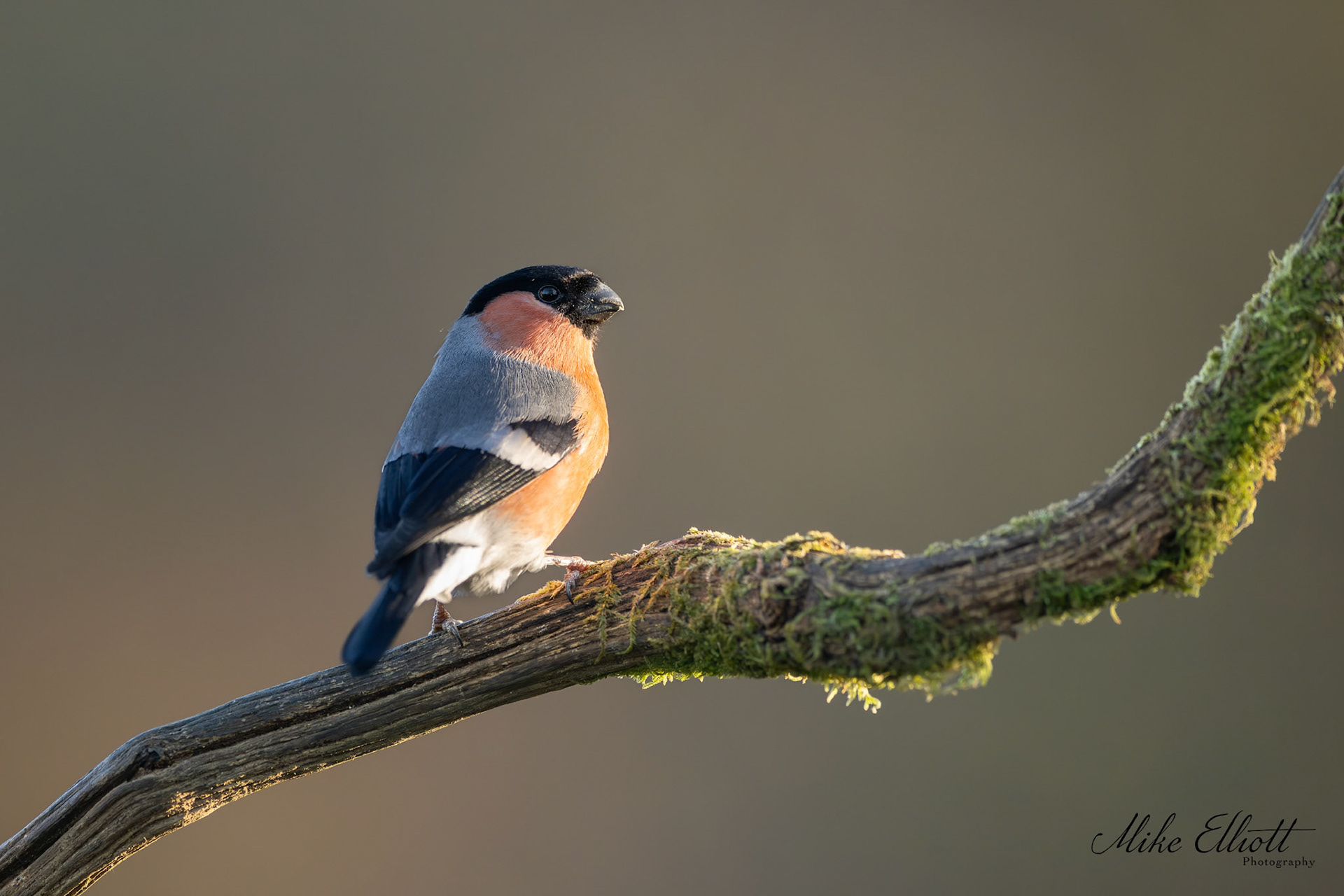 Bull finch on a stick
