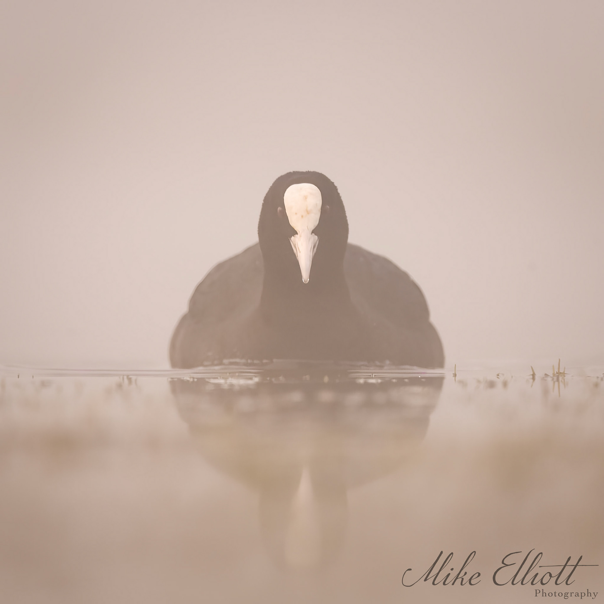 Coot reflection in the mist