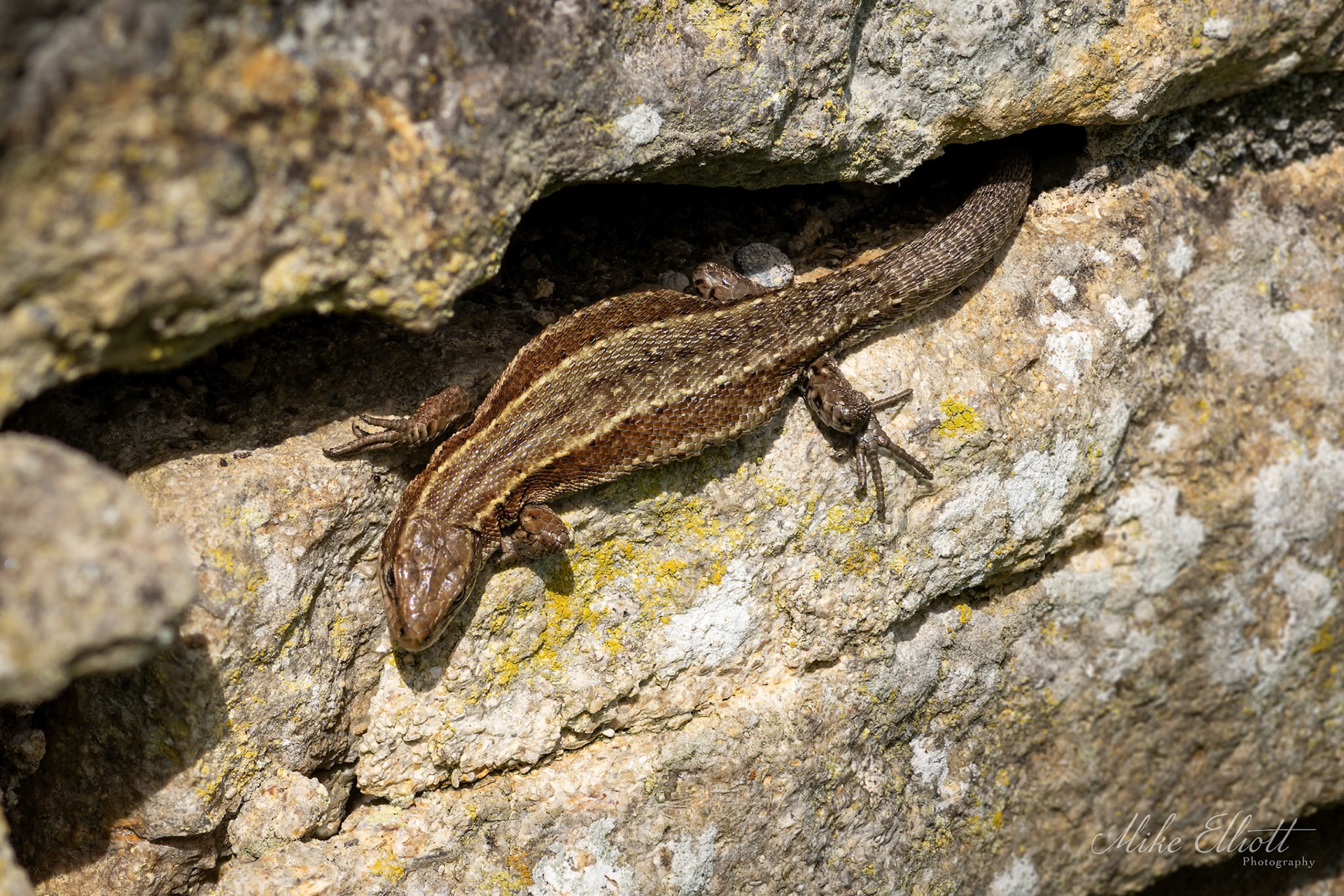 Common lizard back