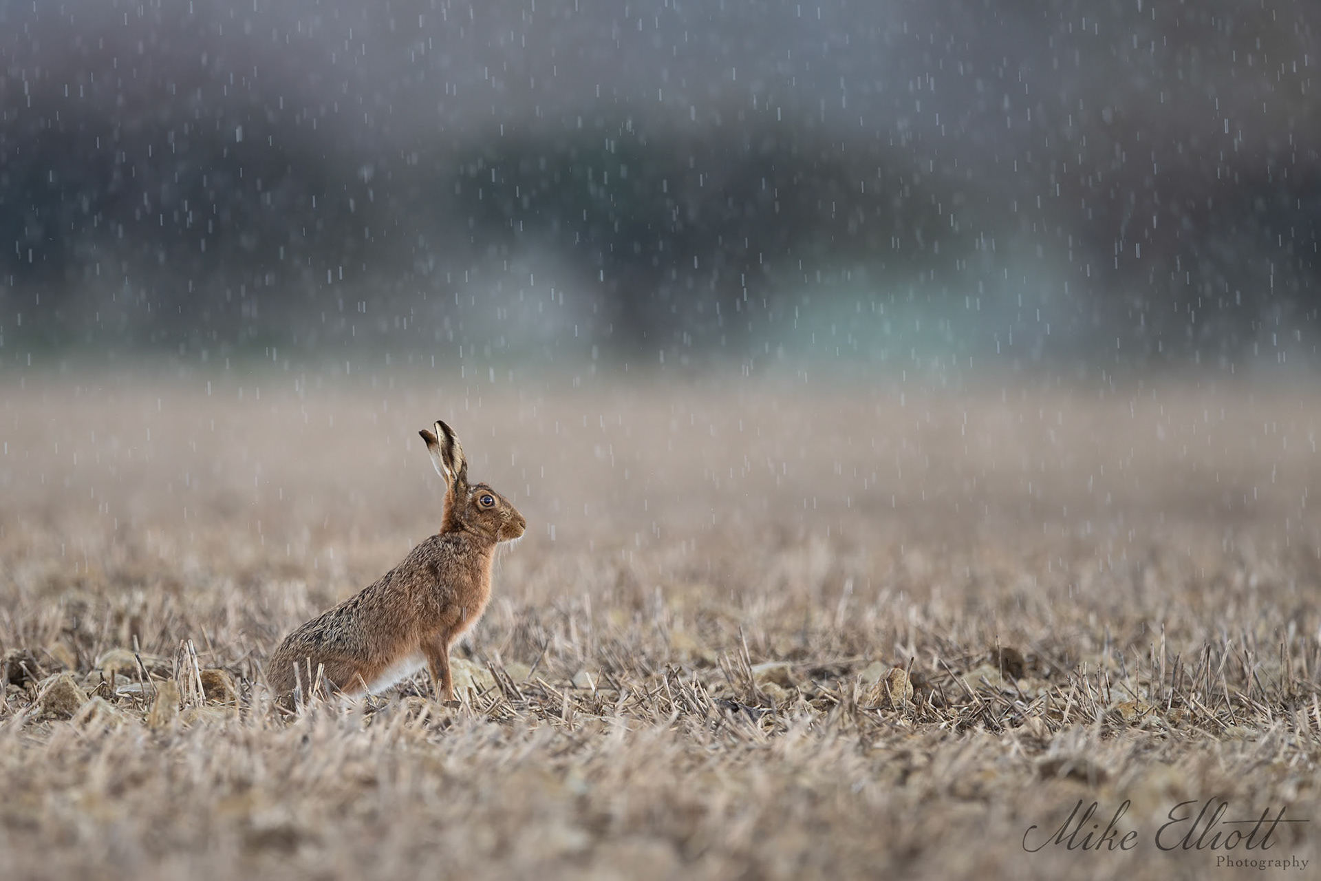 Solitary hare in the rain