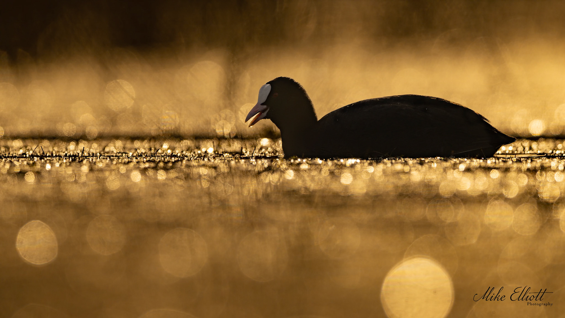 Coot in bokeh