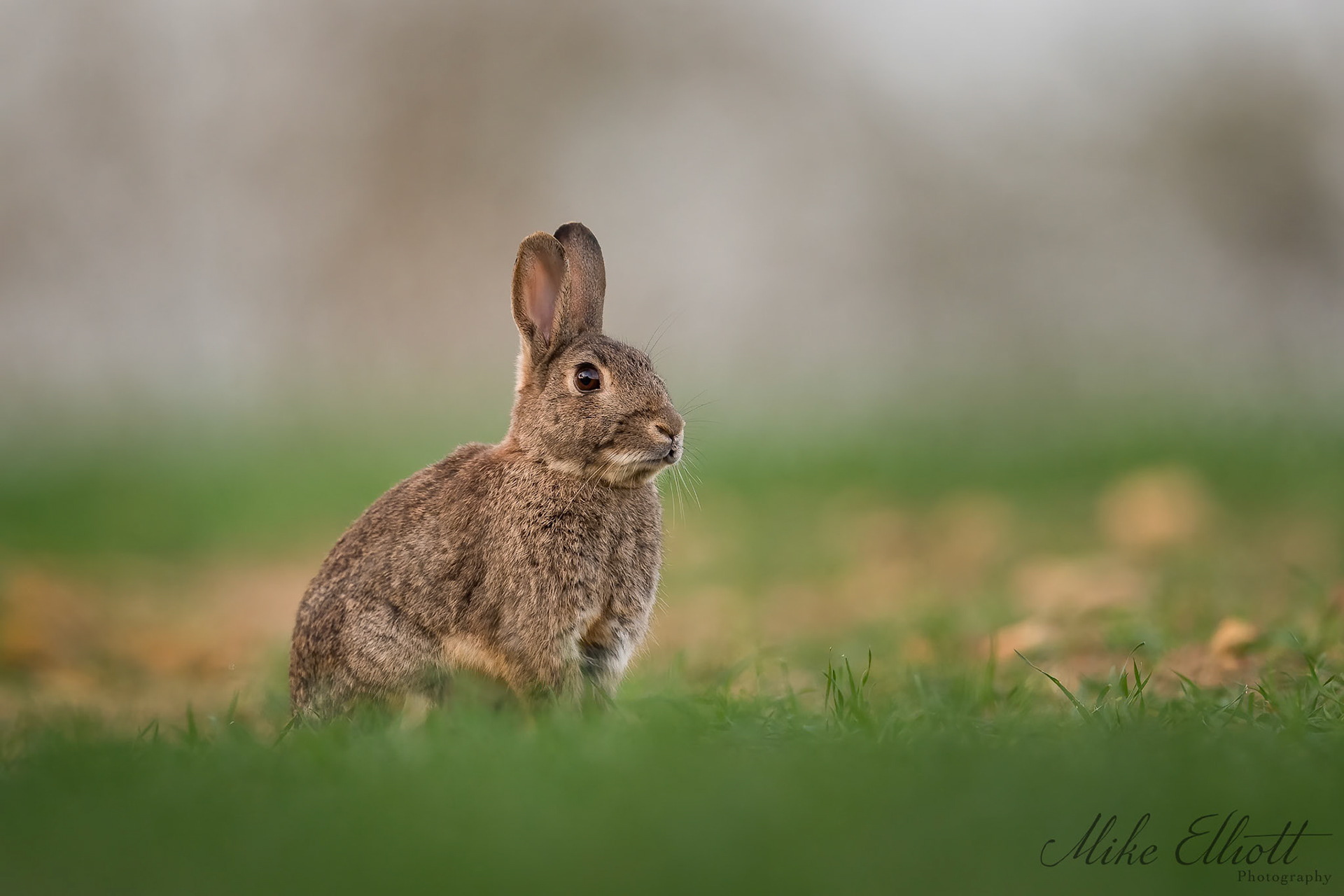 Bunny portrait