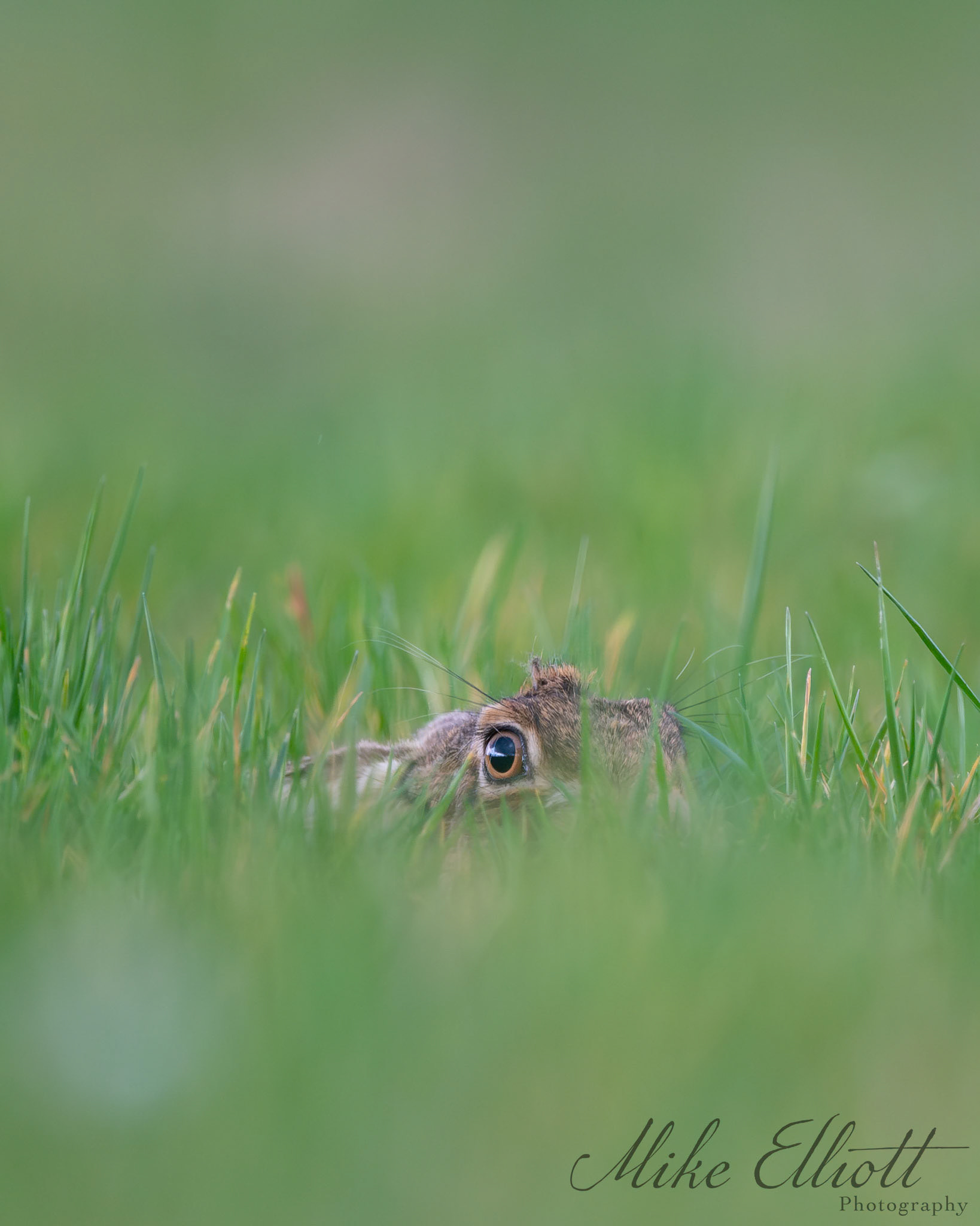 Hare hide and seek