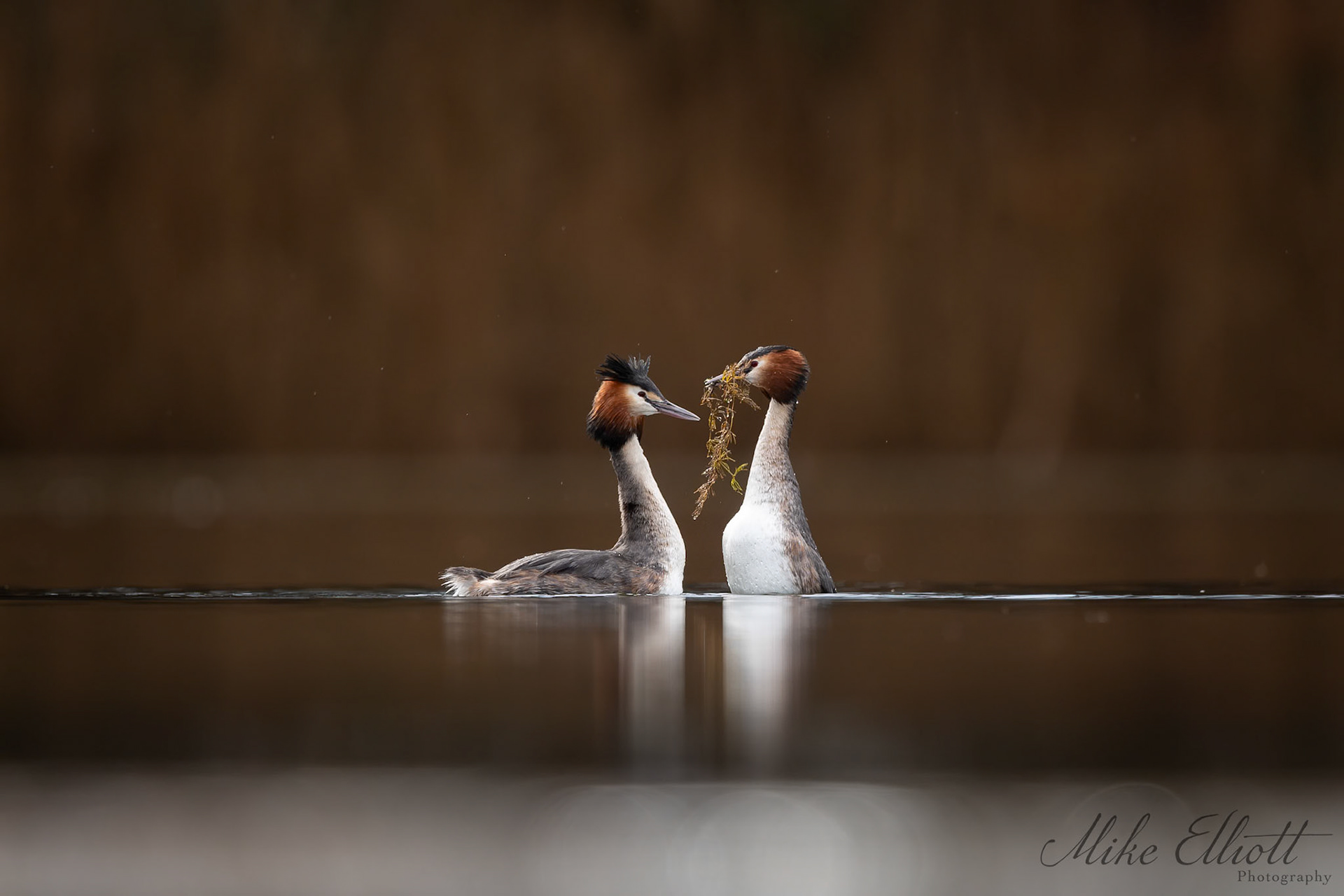 Great crested grebe weed dance