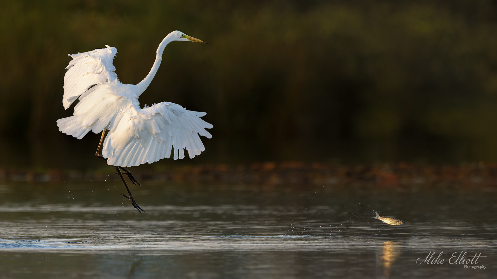 Great white egret chasing fish