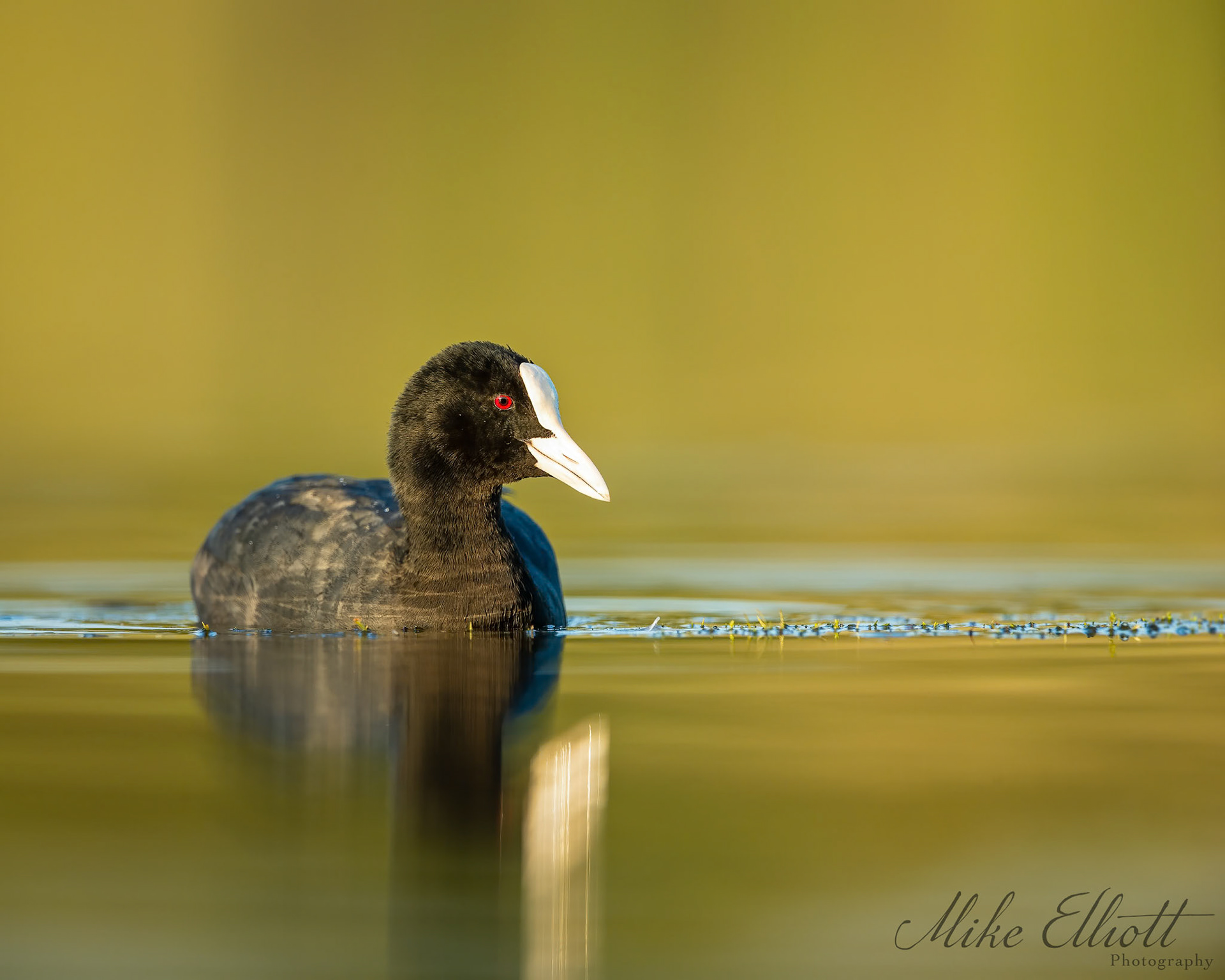 Coot portrait