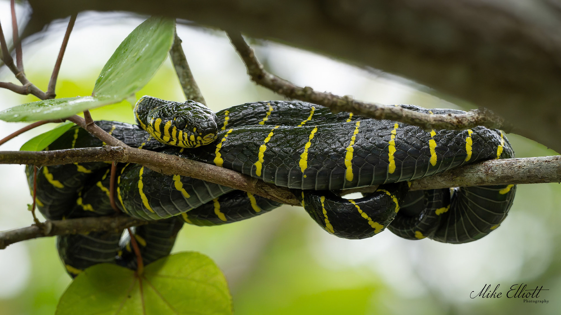 Mangrove cat snake