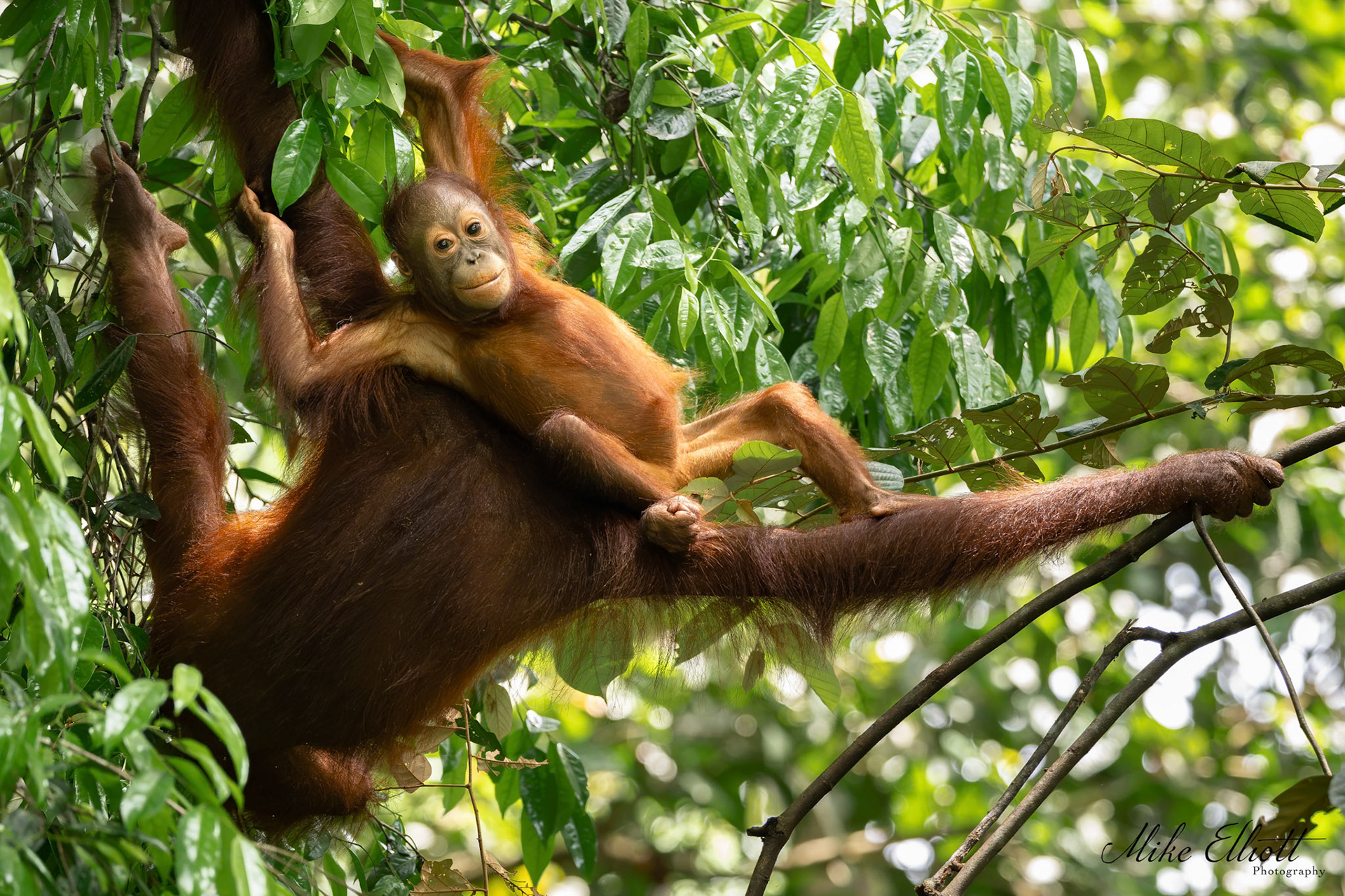 Orangutan bridge