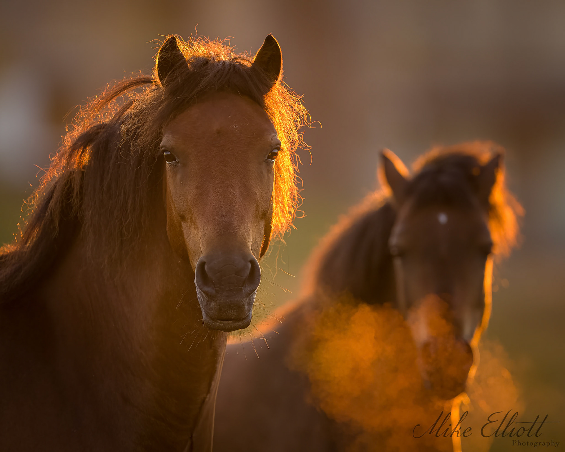 Dartmoor pony breath