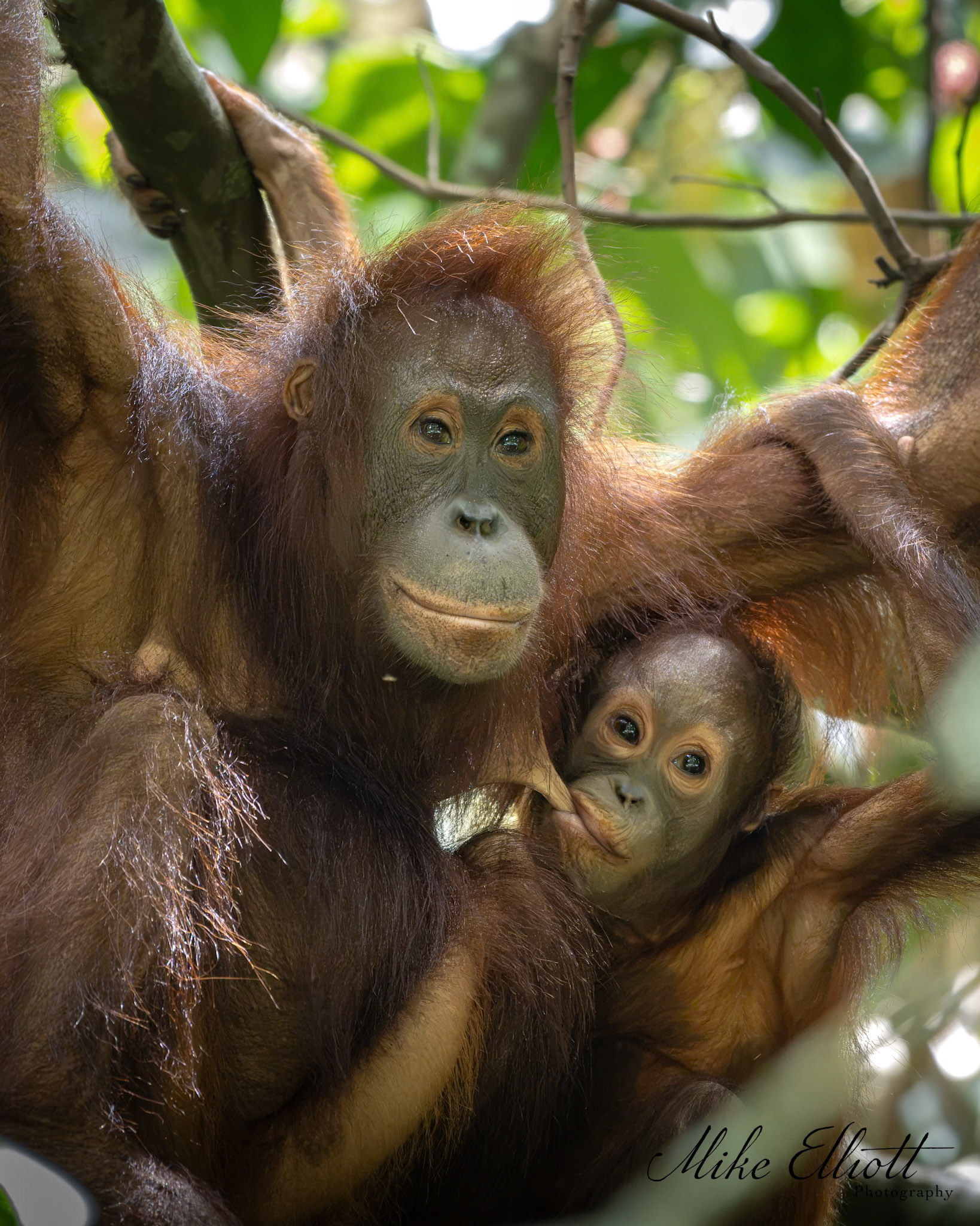 Orangutan and baby