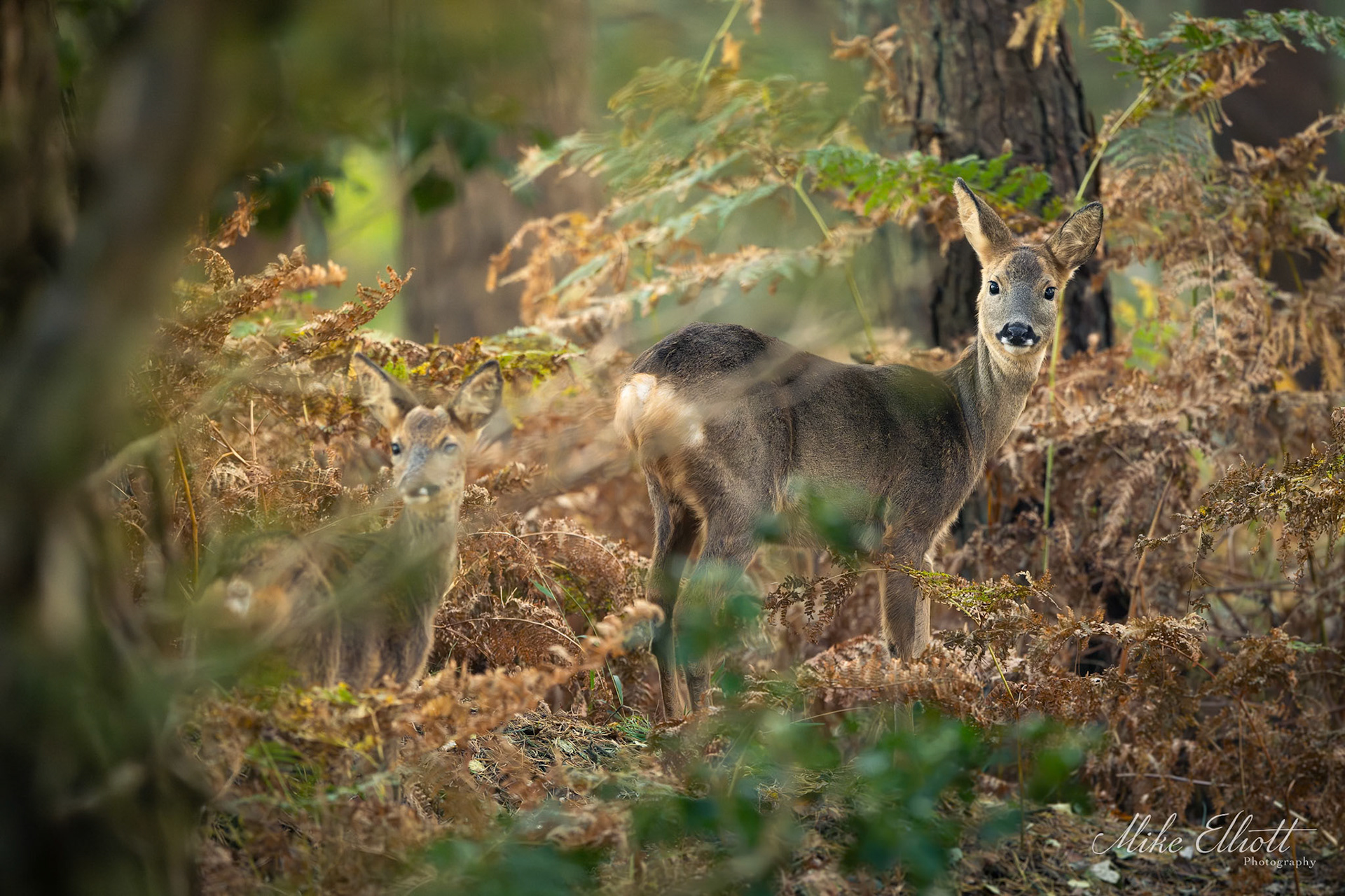 Sika family in the trees