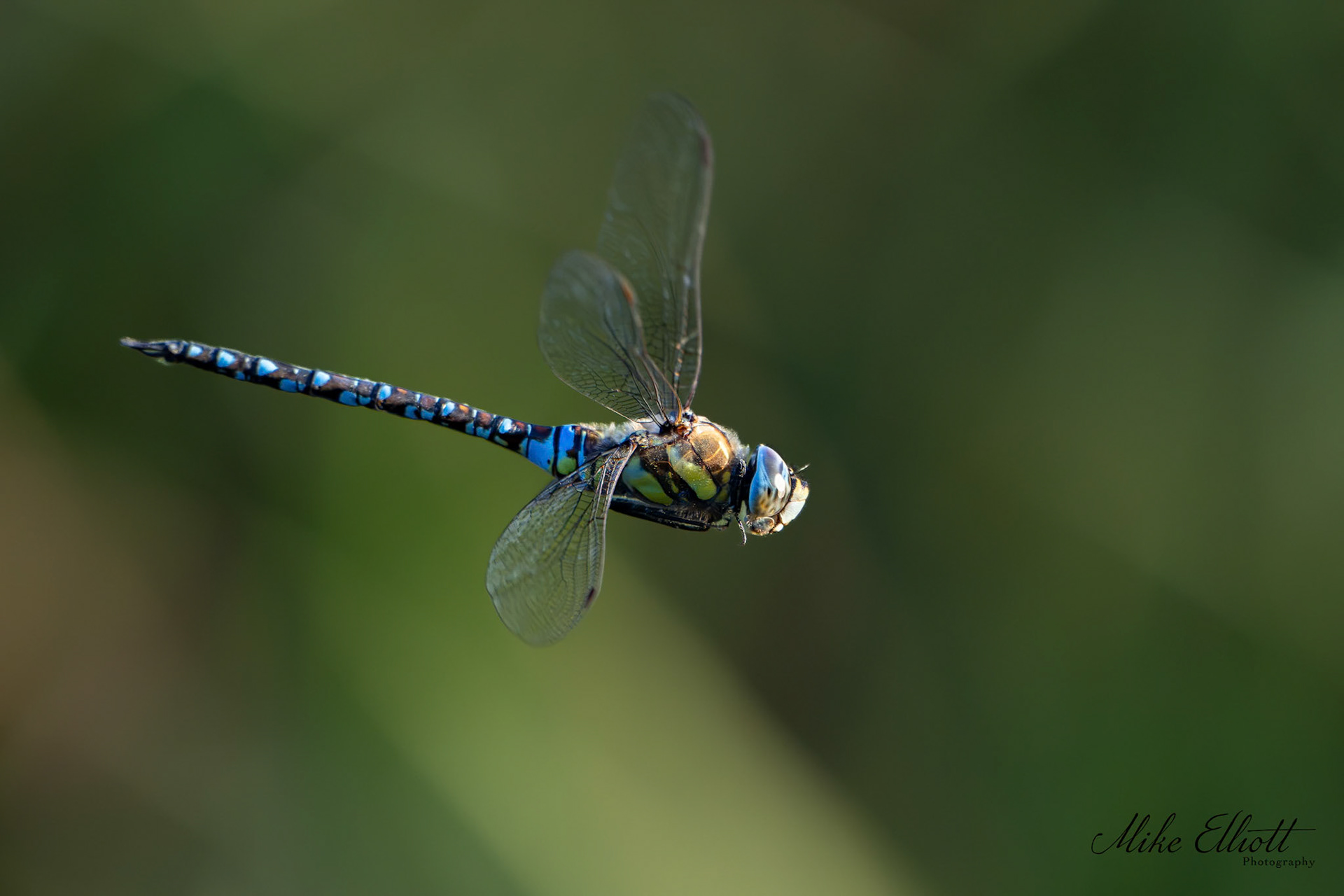 Emporer dragonfly