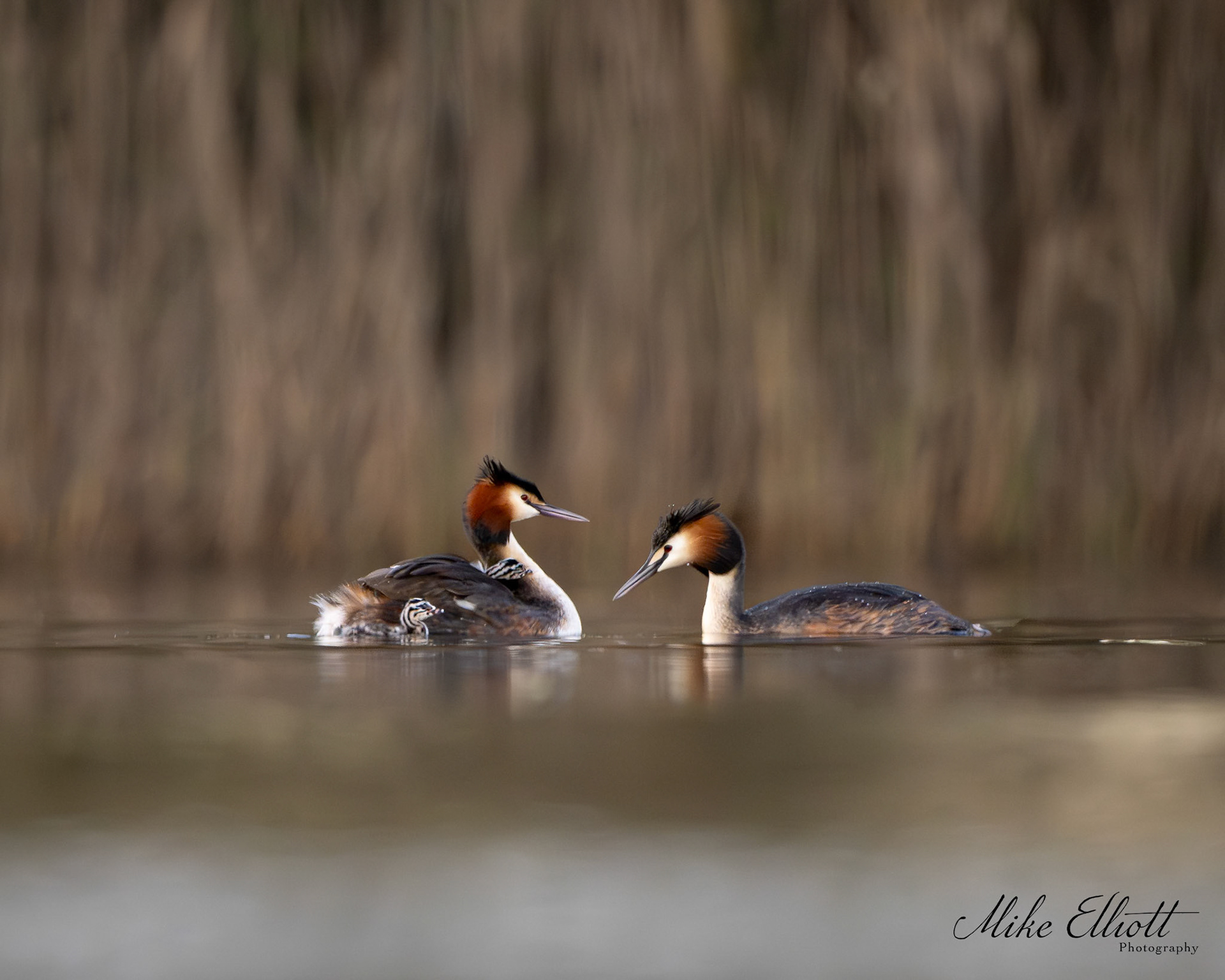 Great crested grebe with young