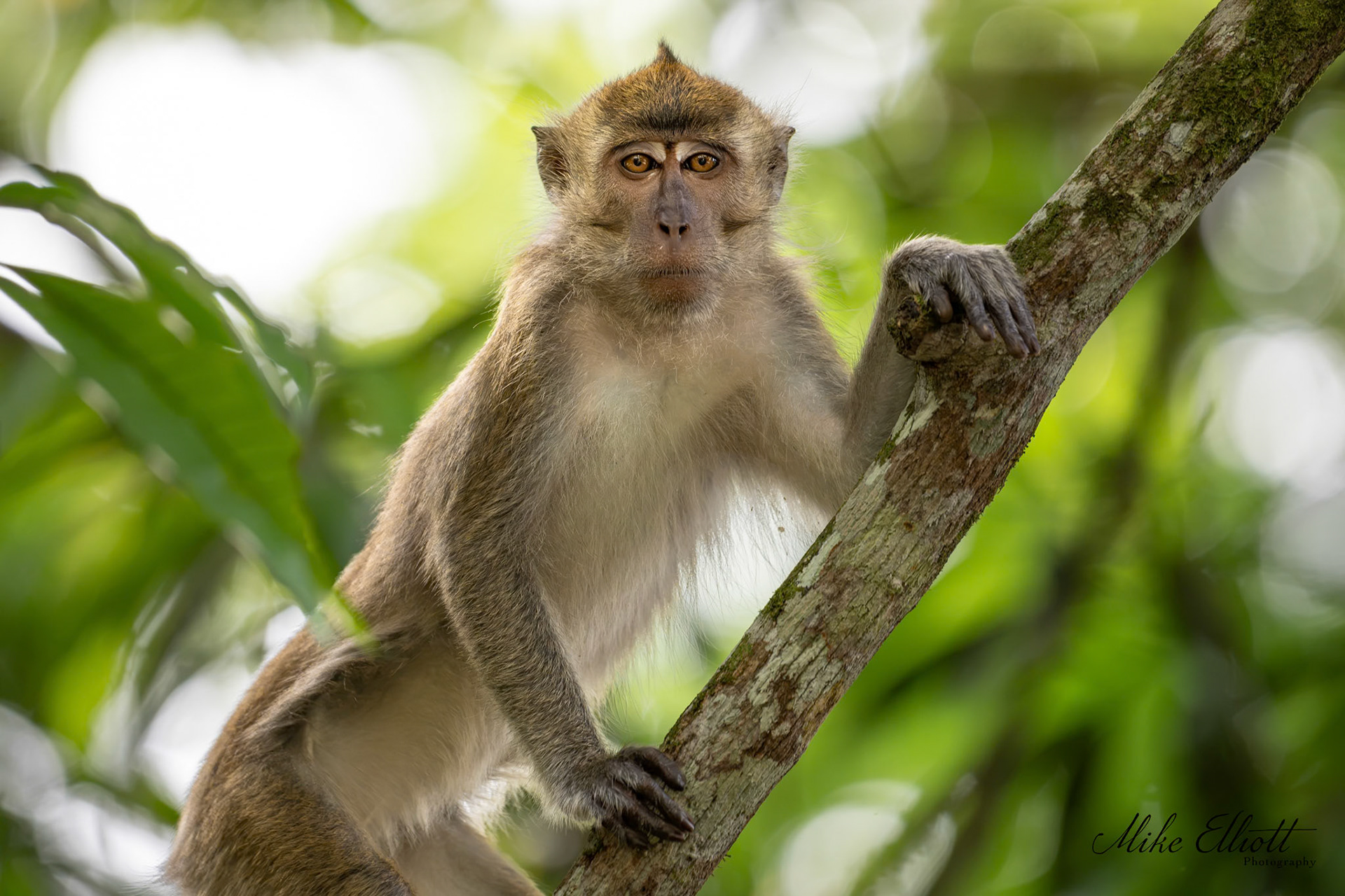 Long tail macaque