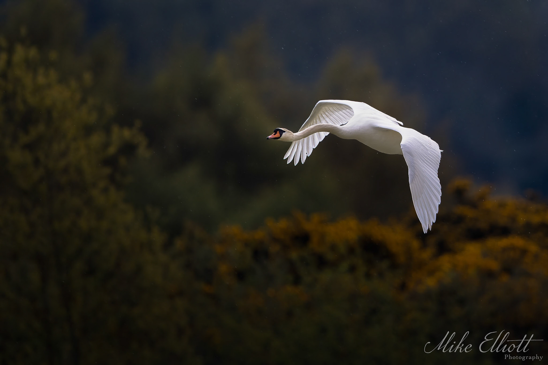 Swan in flight
