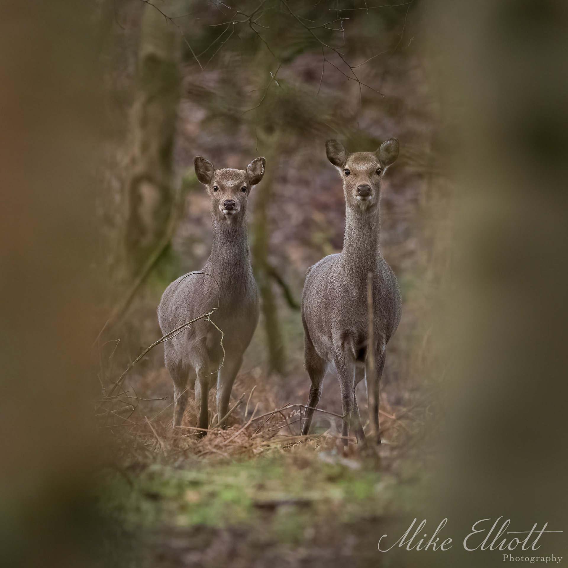 Sika deer hide and seek