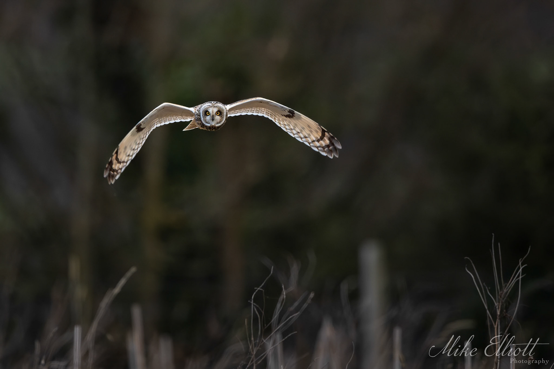 Short eared owl in the last of the light