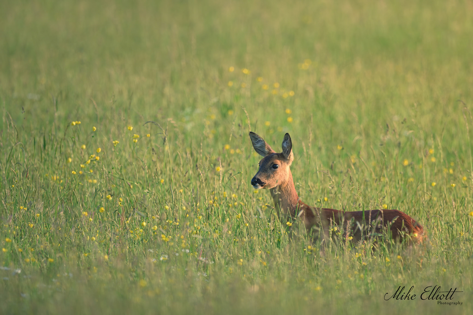 Roe dear in meadow