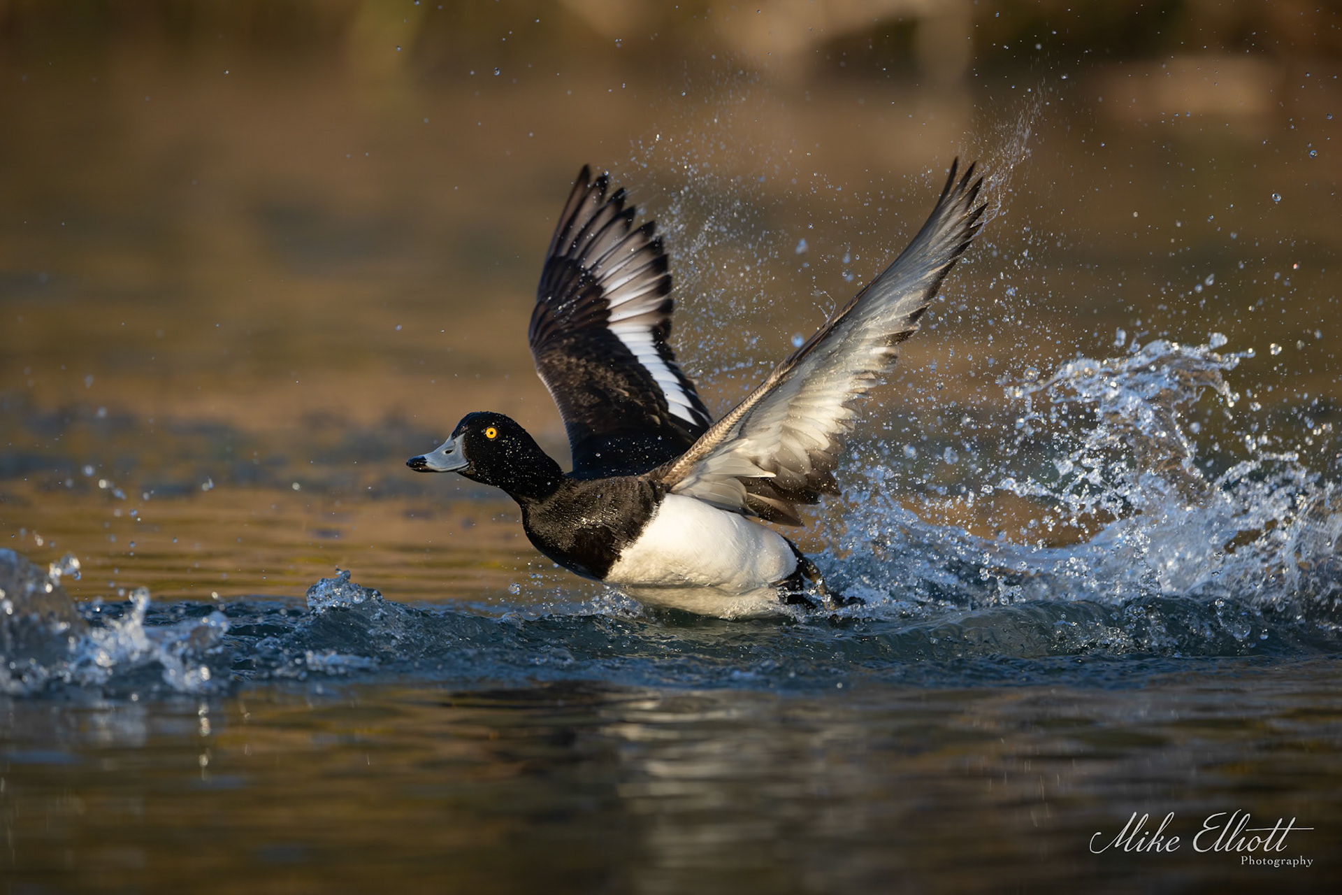 Tufted duck take-off