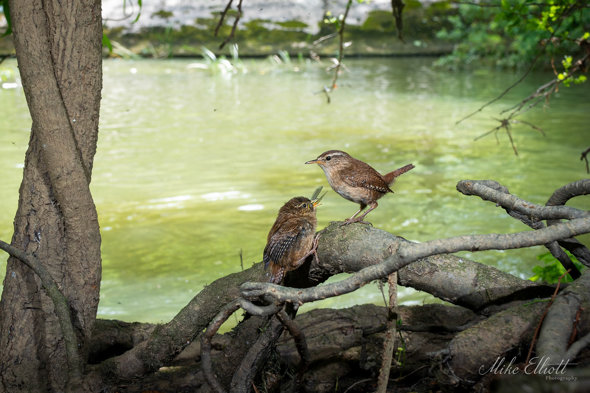 Wrens - Camera trap