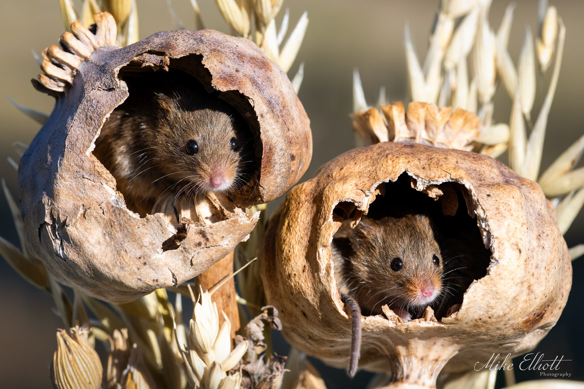 Harvest mice in poppy heads