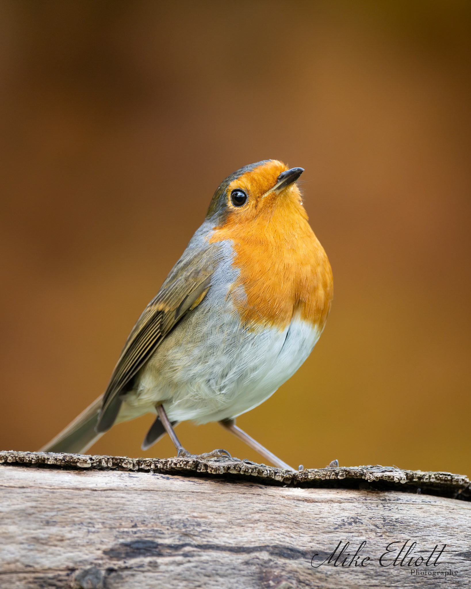 Robin portrait