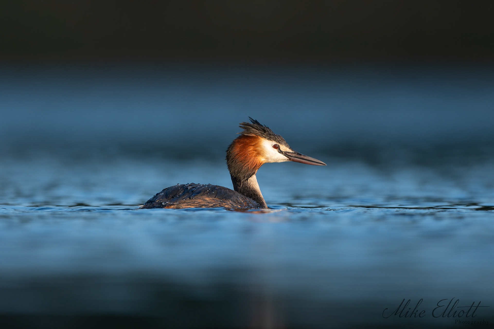 Grebe in blue