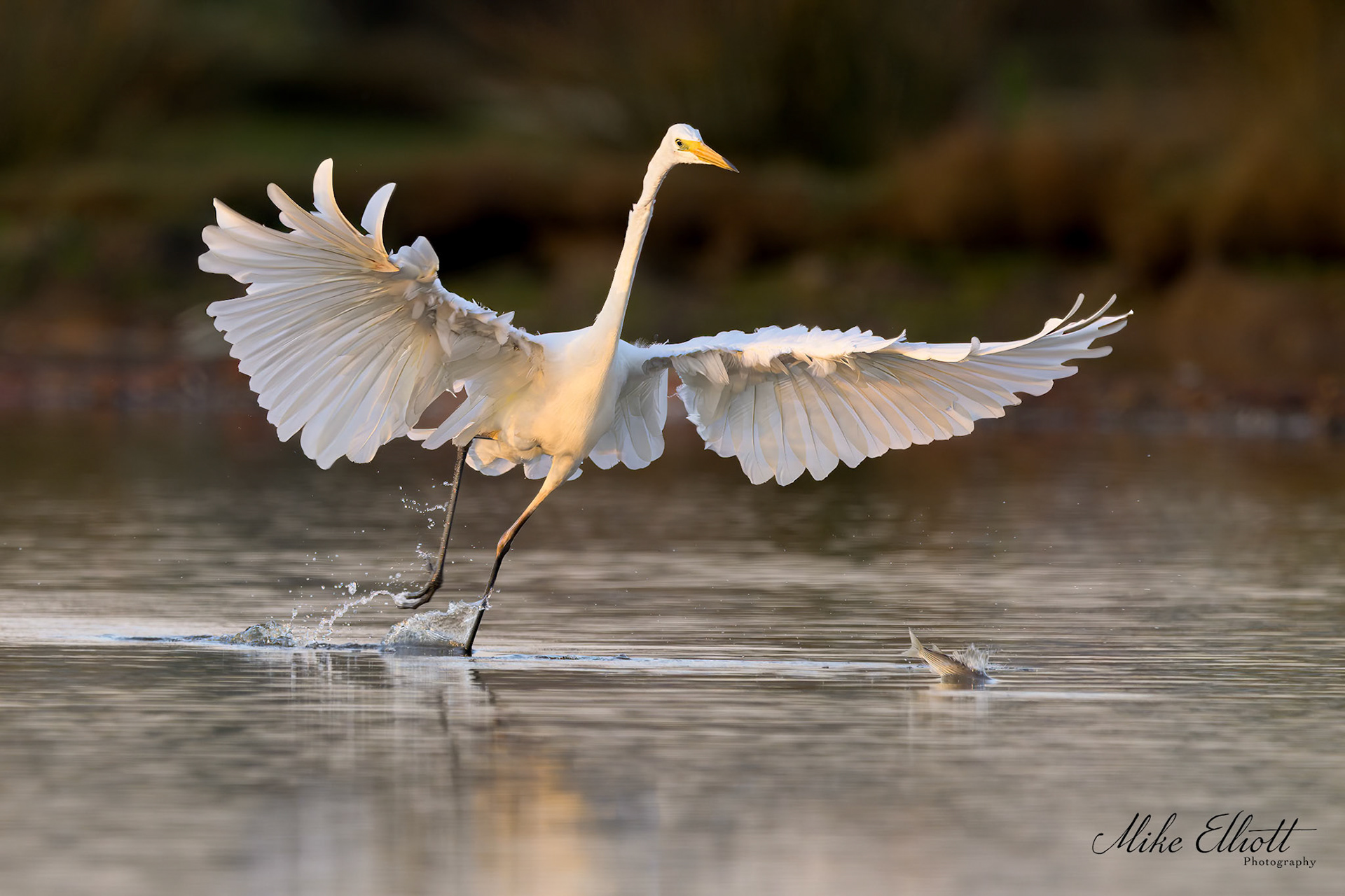 Great white egret chasing fish