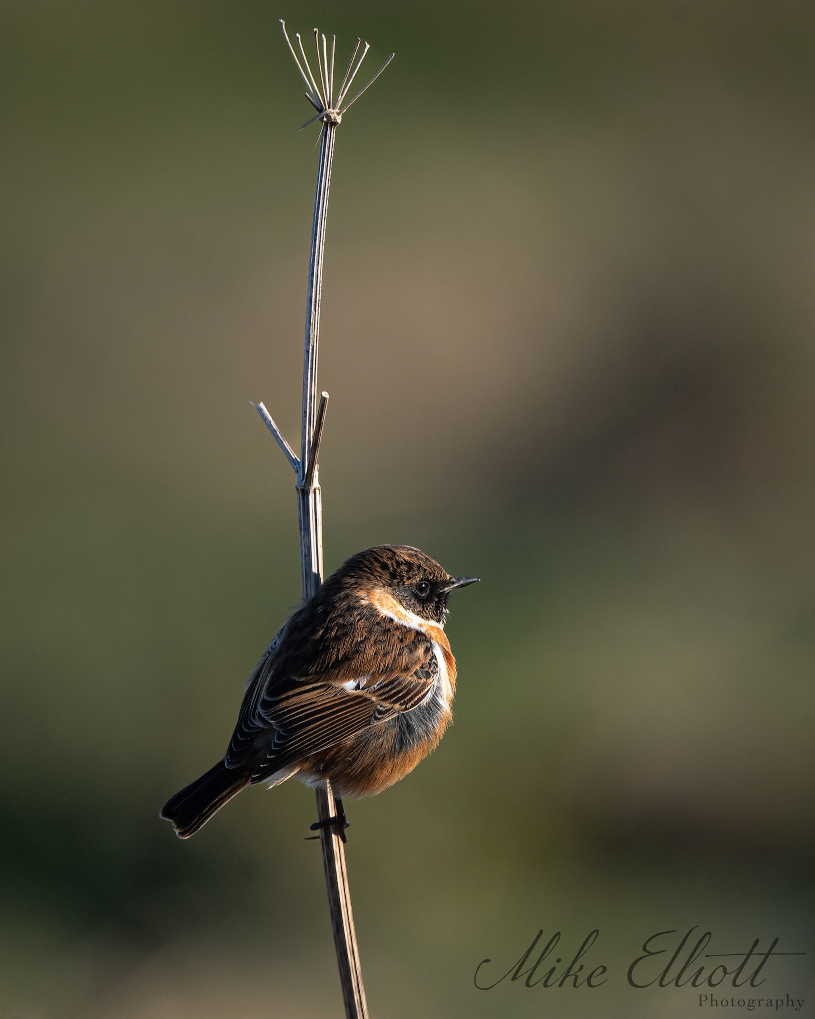 Male stonechat portrait