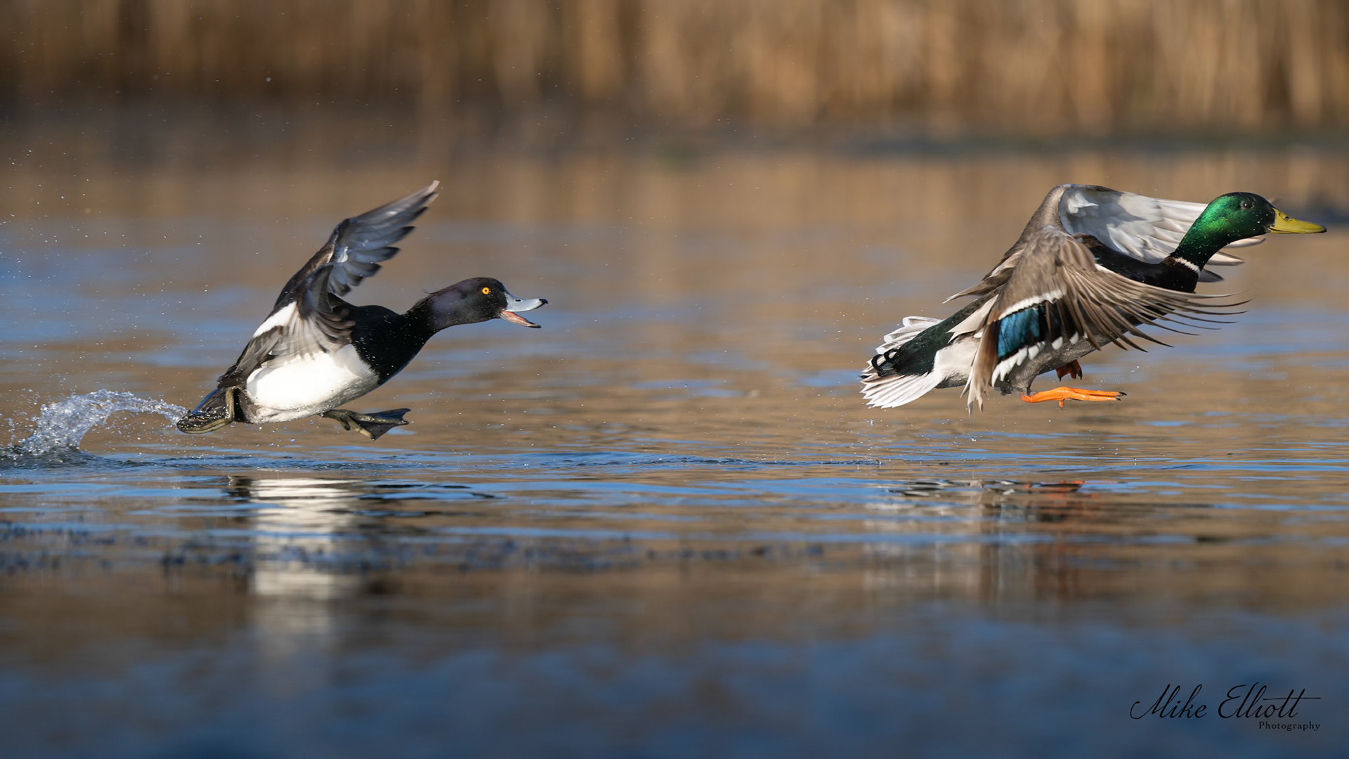 Tufted duck chasing a mallard