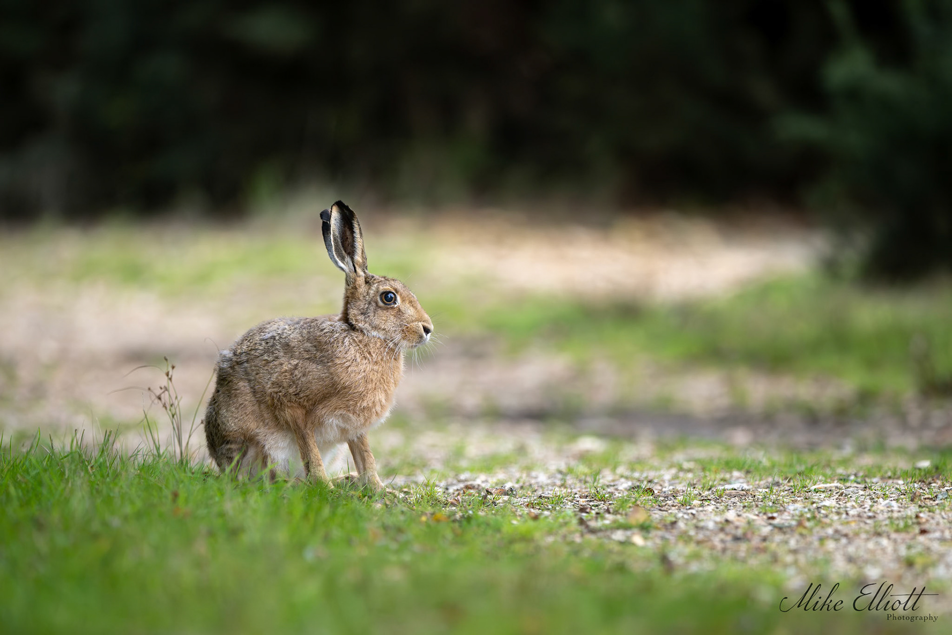 Hare by the path