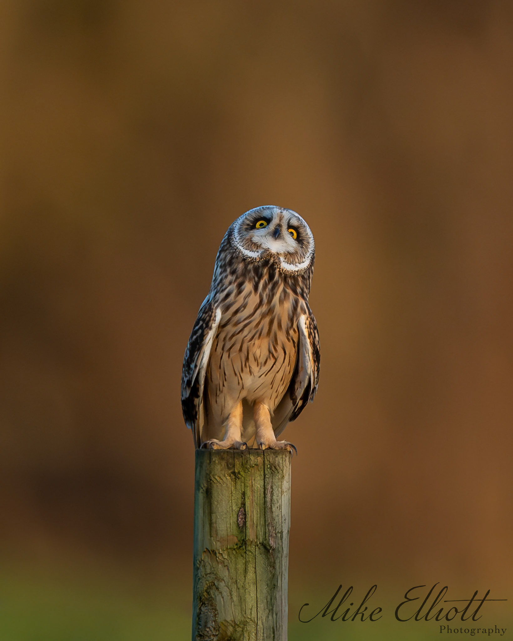 Short eared owl comical pose