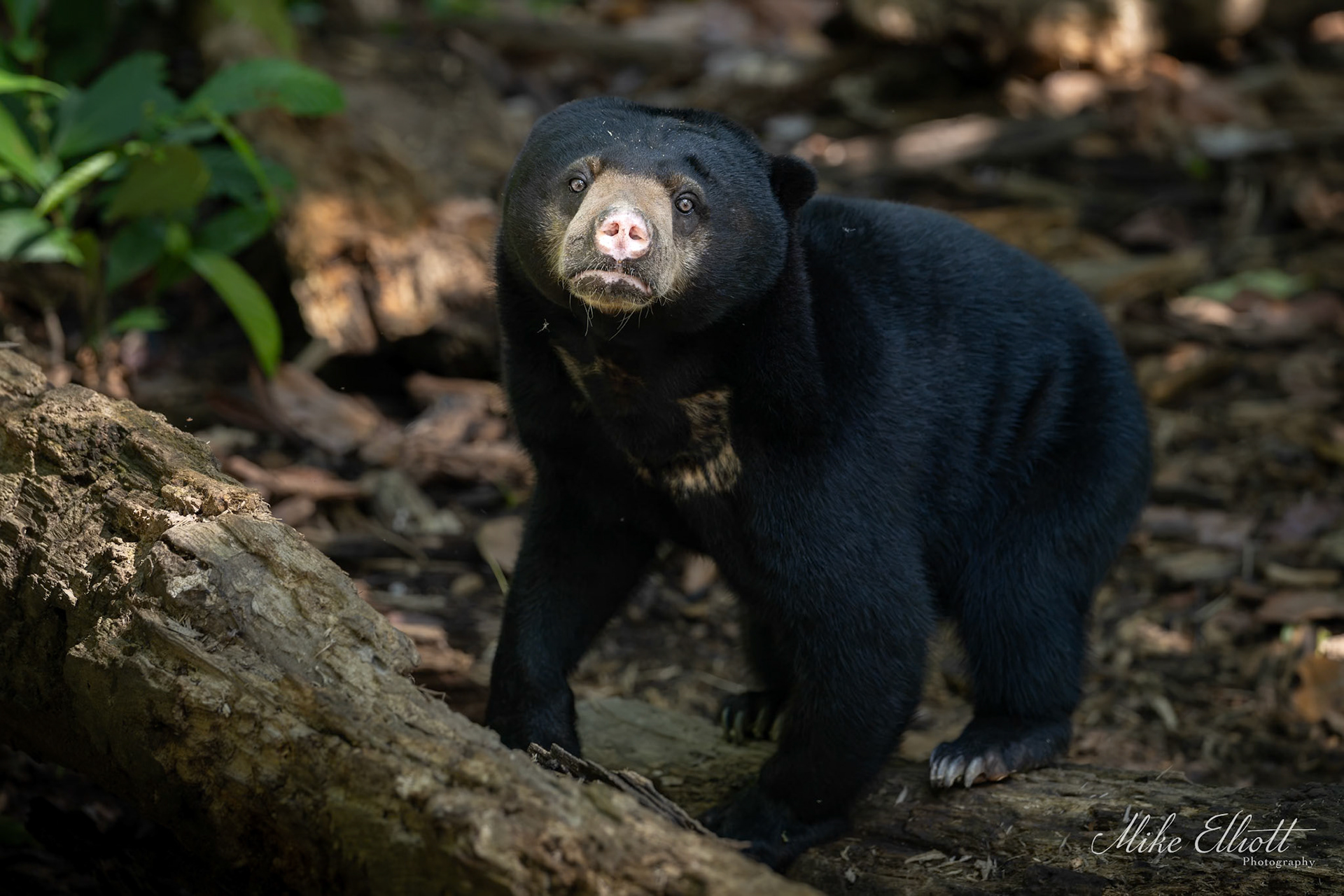 Sun bear