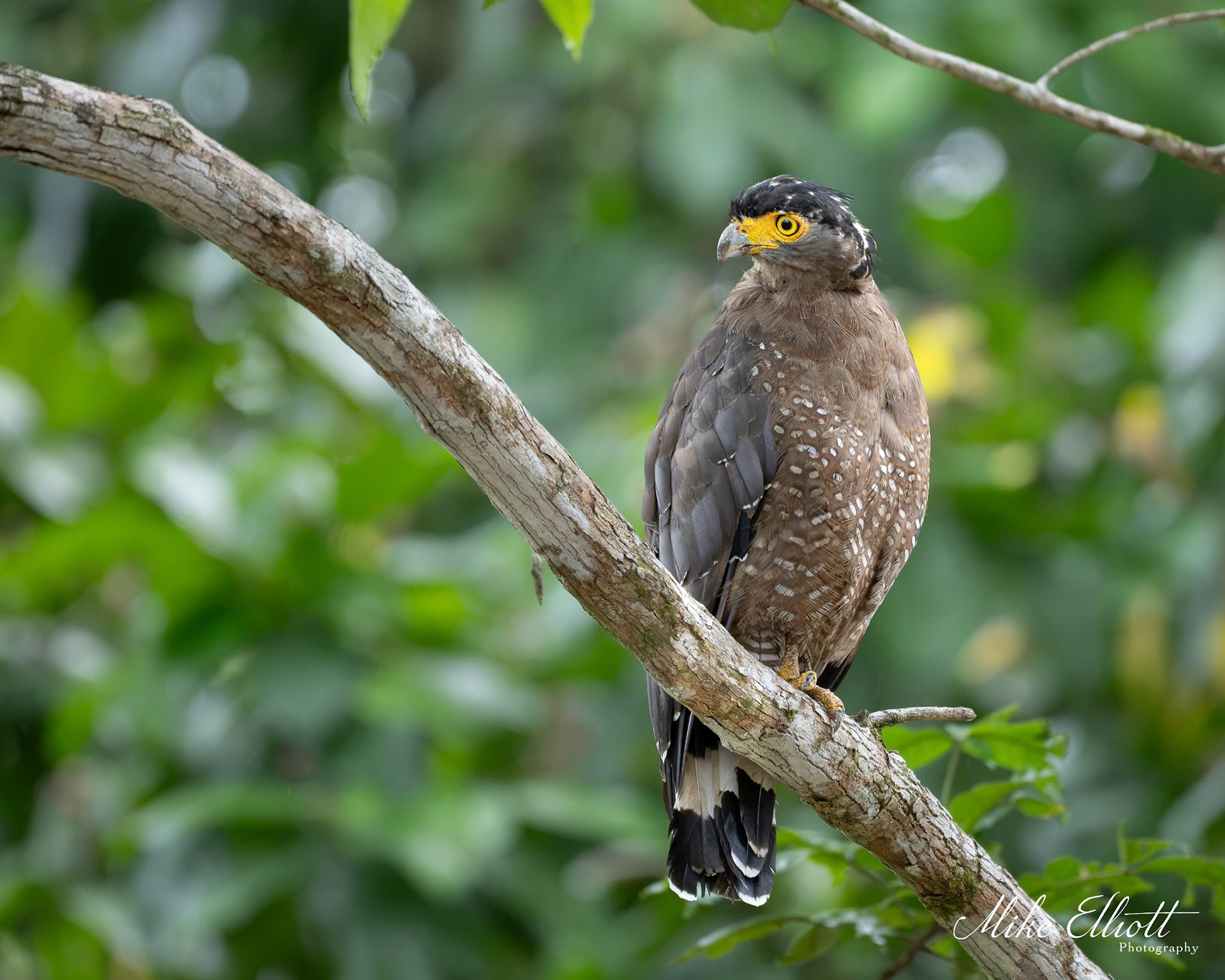Serpent eagle