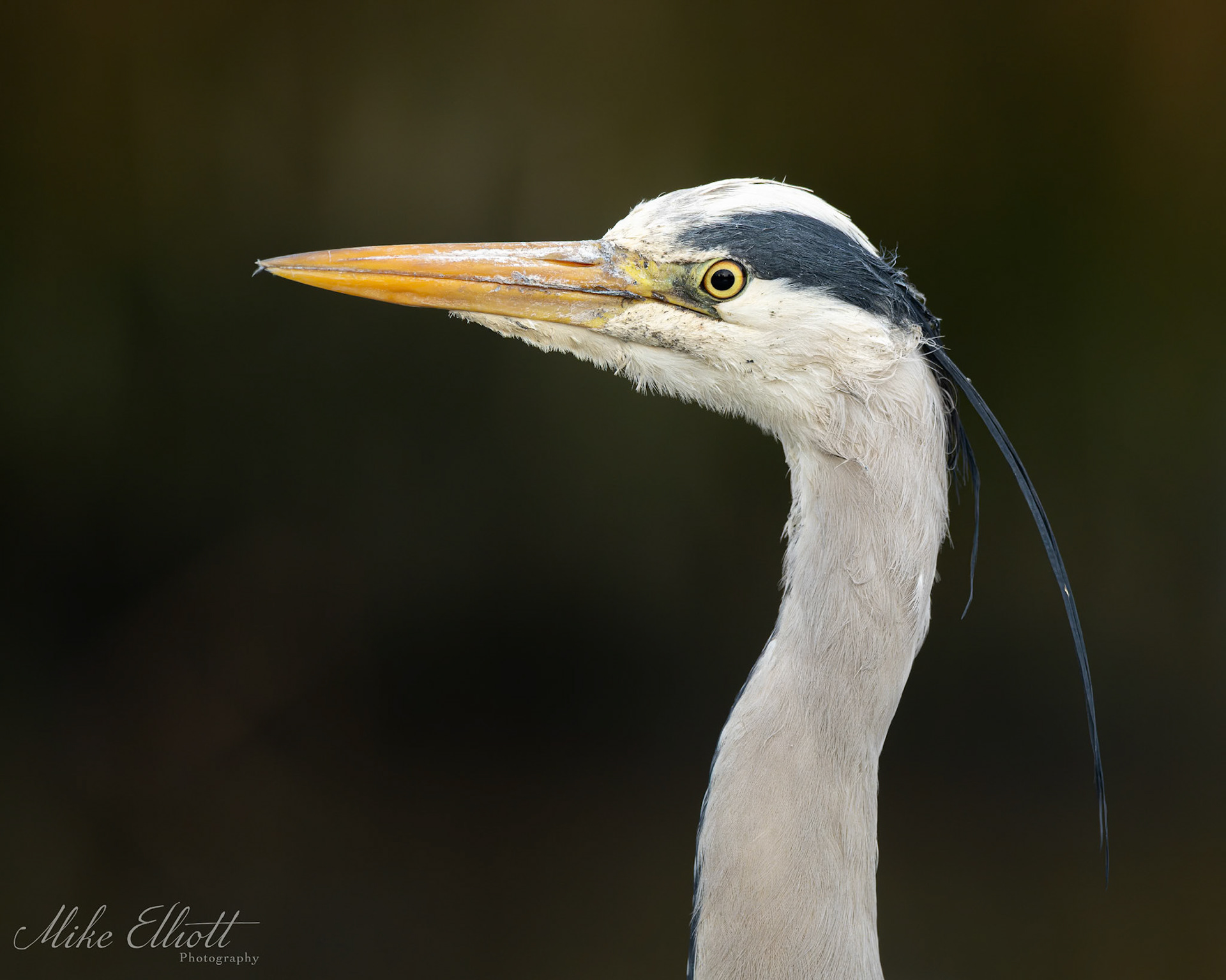 Heron head shot
