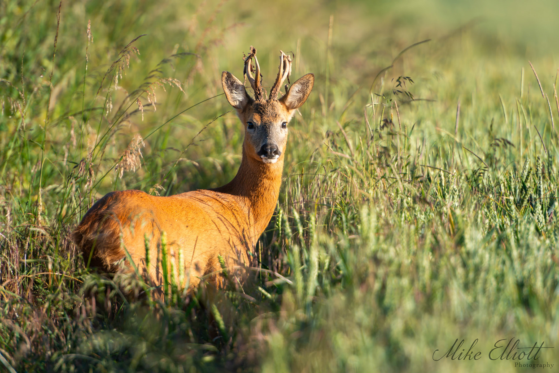 Roe deer in the field